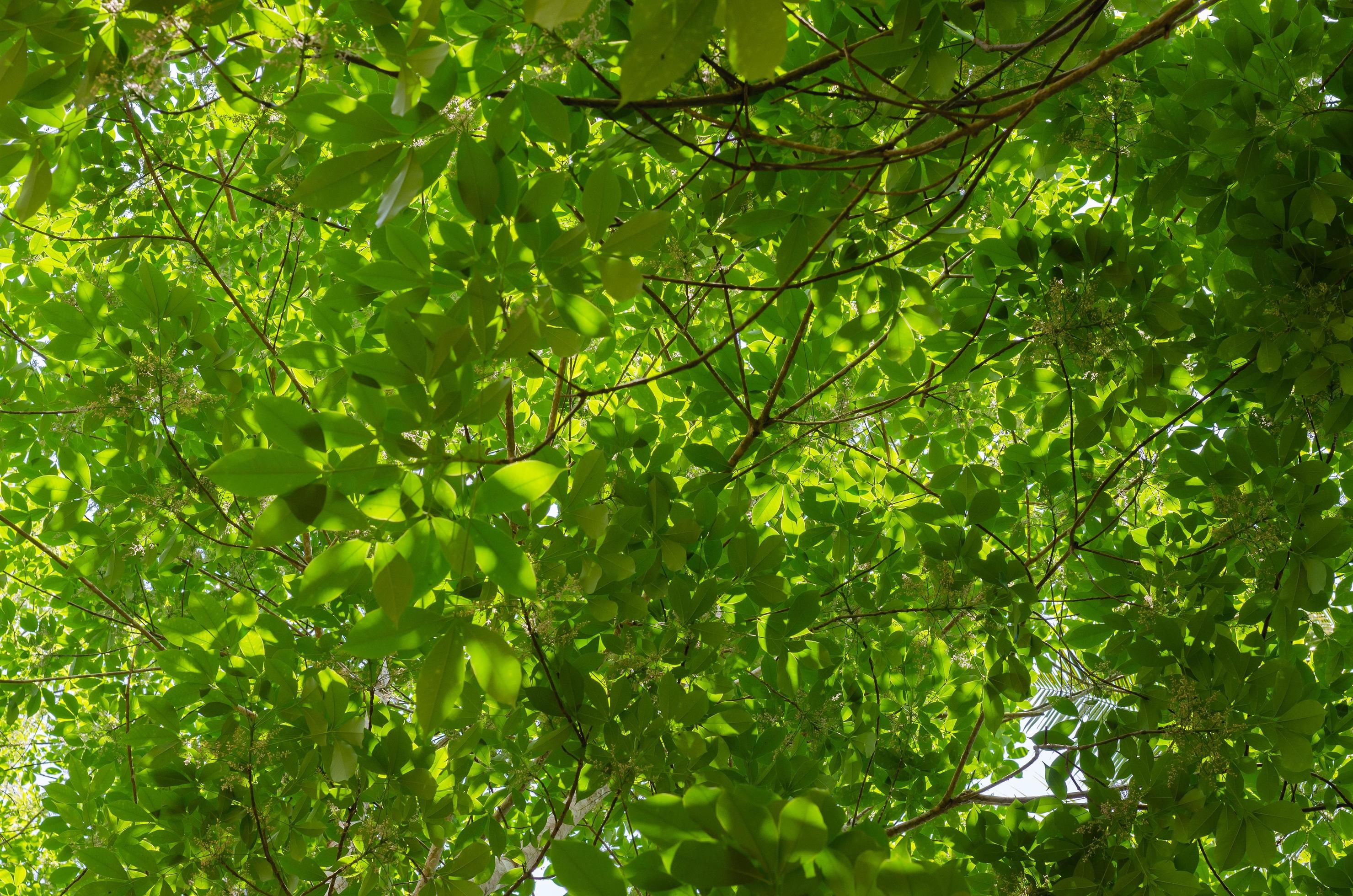 Green Foliage for Natural Concept Background Stock Free