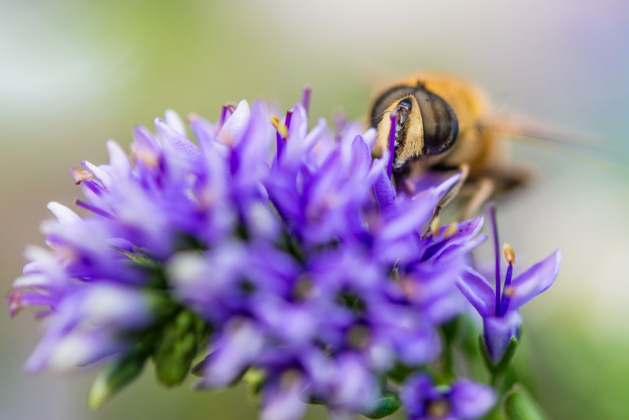 Bee on a flower Stock Free