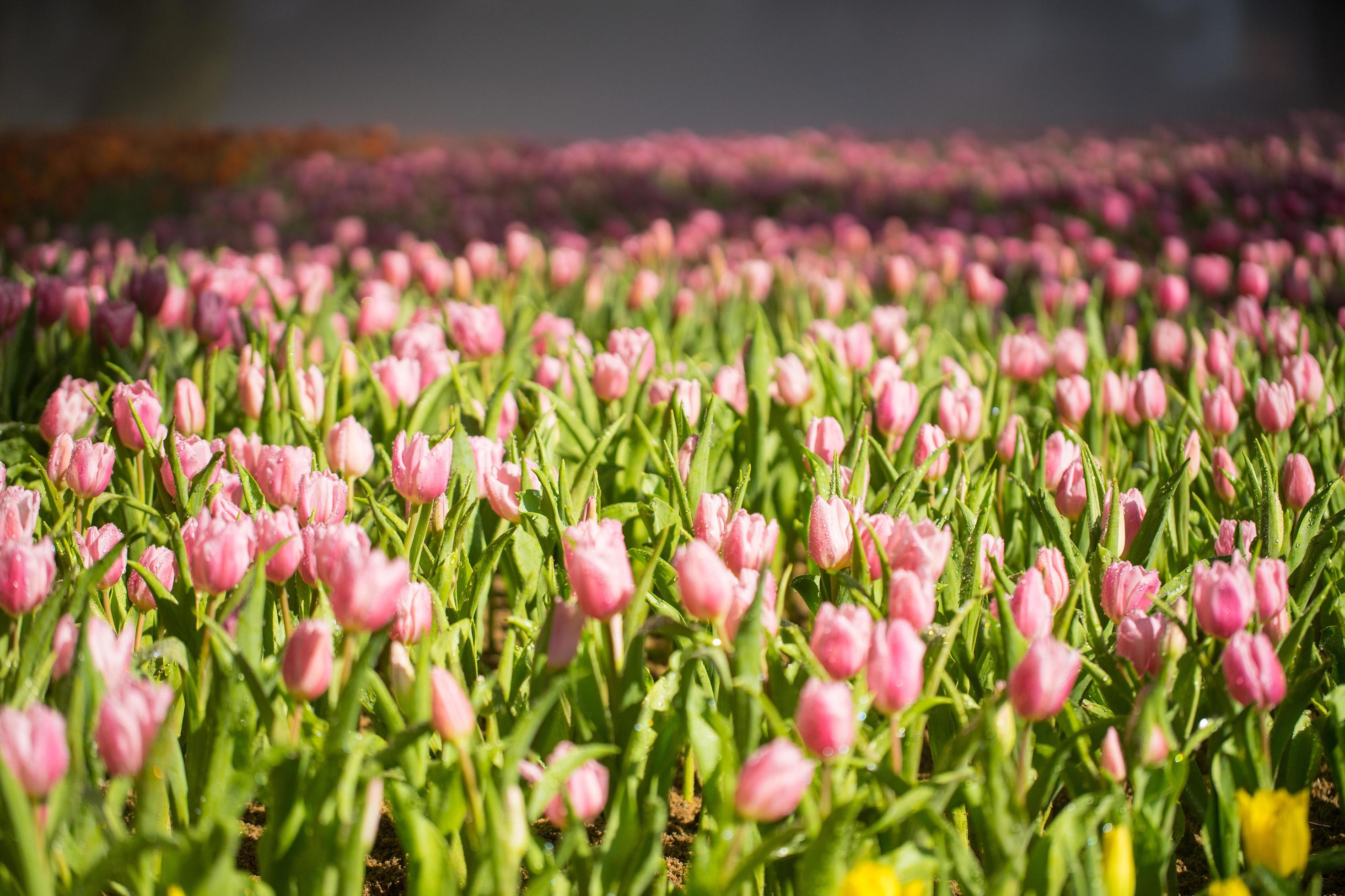 Beautiful tulip field Stock Free