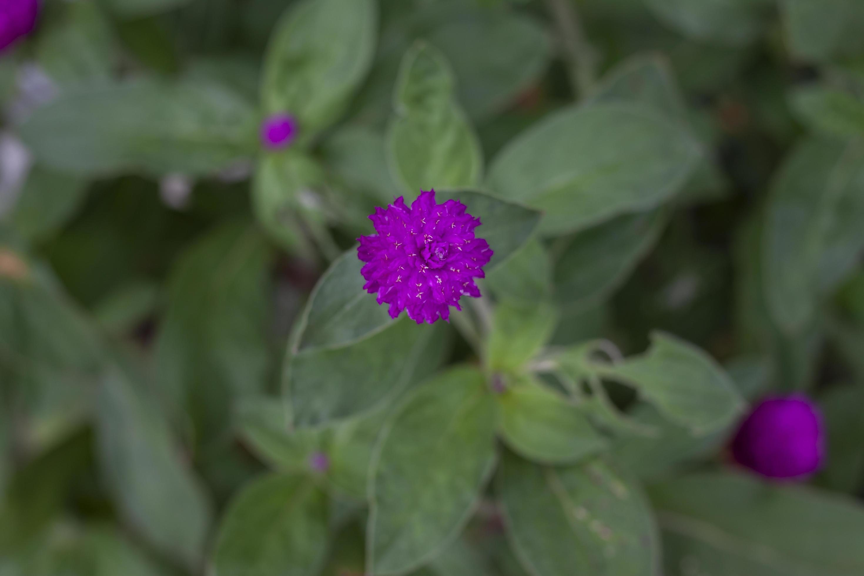 Top view purple Globe Amaranth or Bachelor Button flower for background. Stock Free