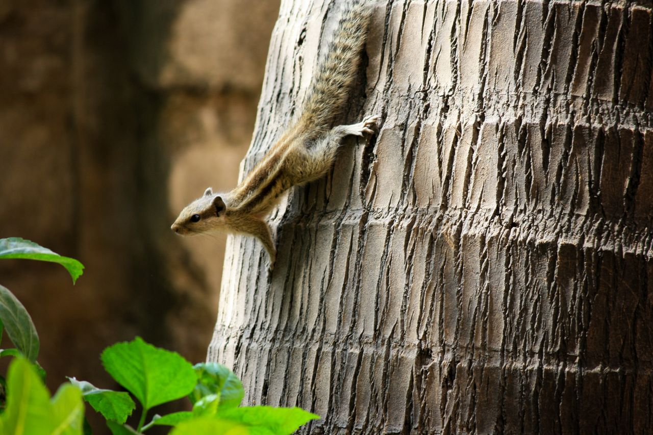 Squirrel Climbing Tree Stock Free