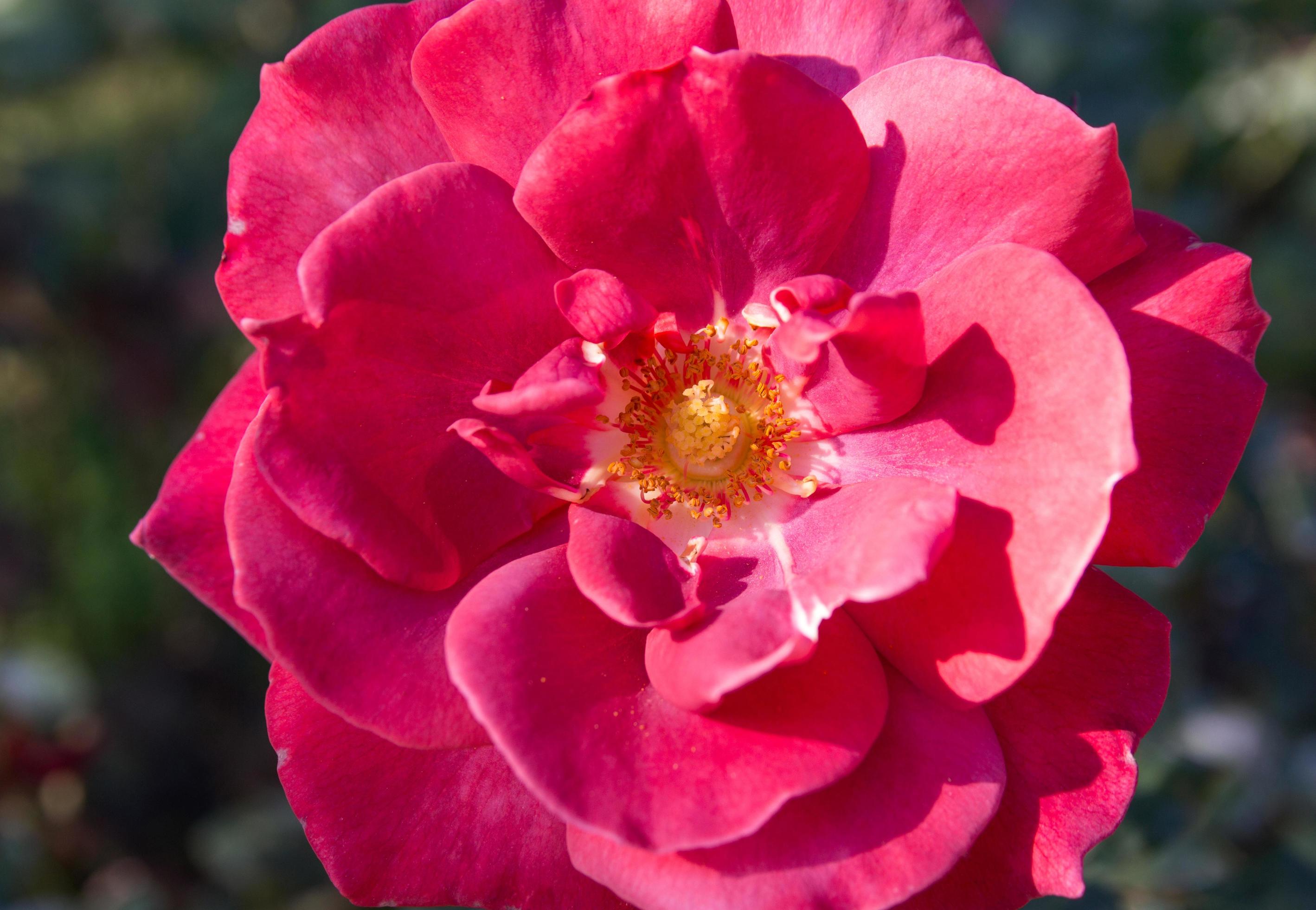 Close up red rose flower Stock Free