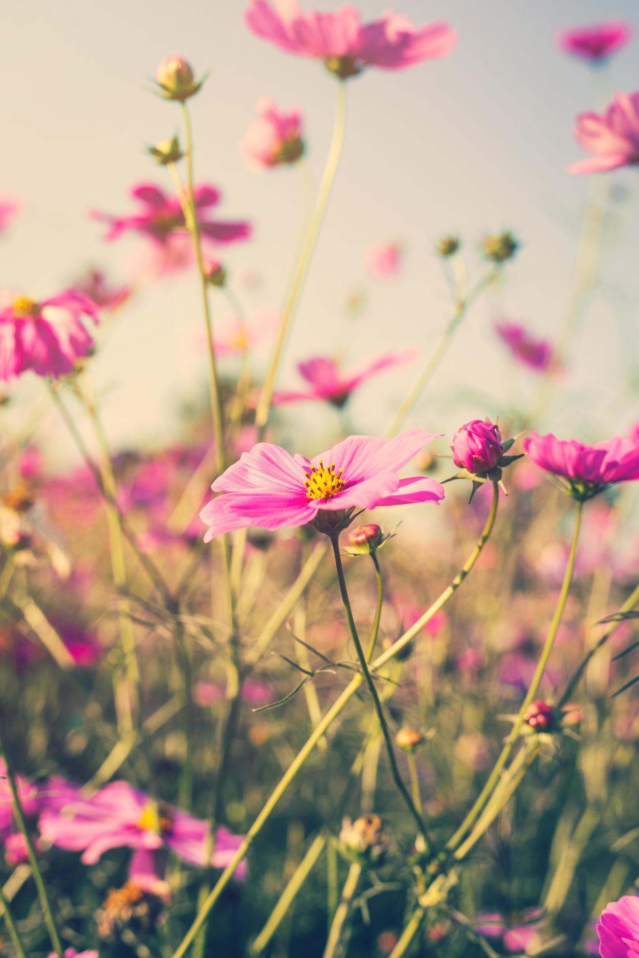 Field cosmos flower and sky sunlight with Vintage filter. Stock Free