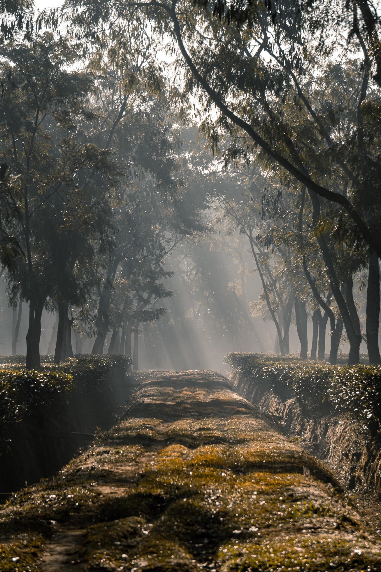 The sunrise as it rises in the foggy morning of winter at tea garden Stock Free