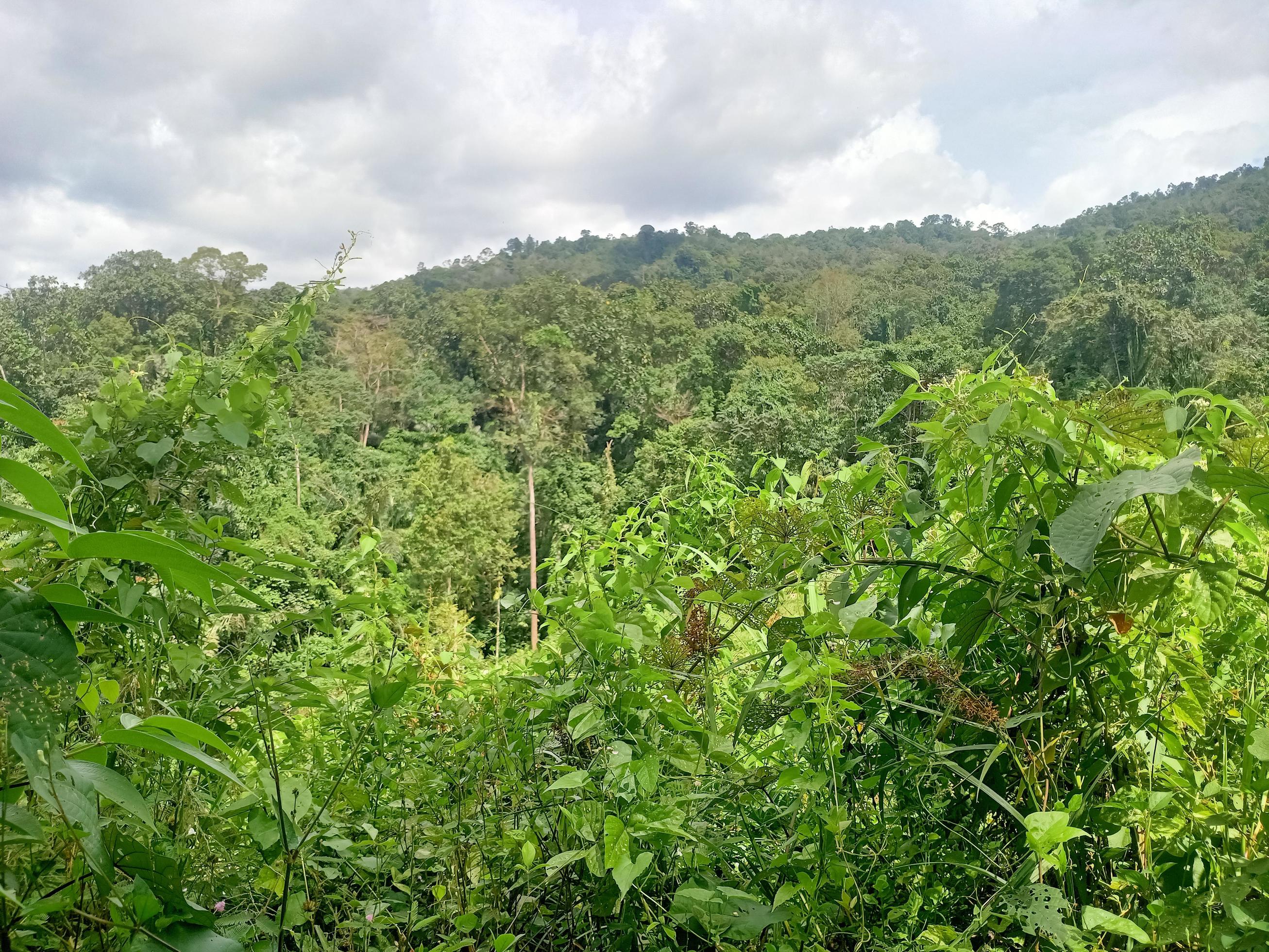 beautiful view clear blue sky and lots of natural green trees Stock Free