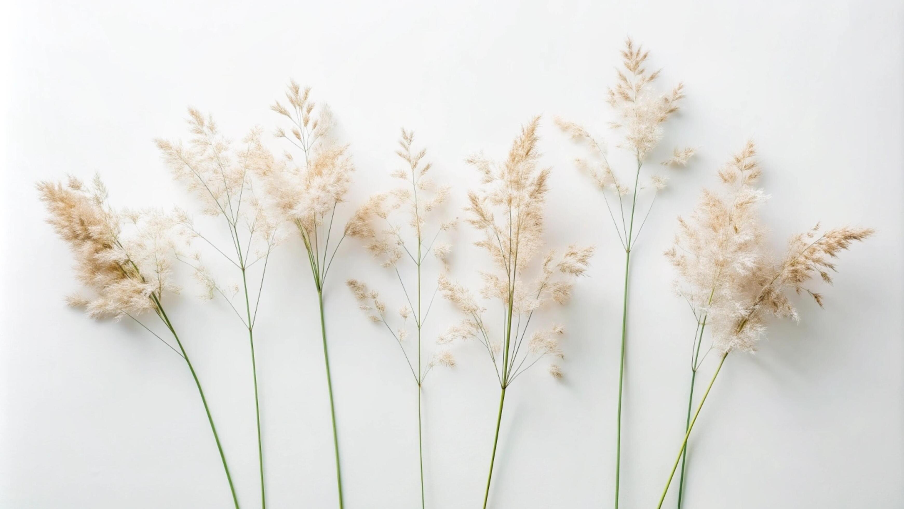 Blooming grass flowers on a white background. Stock Free