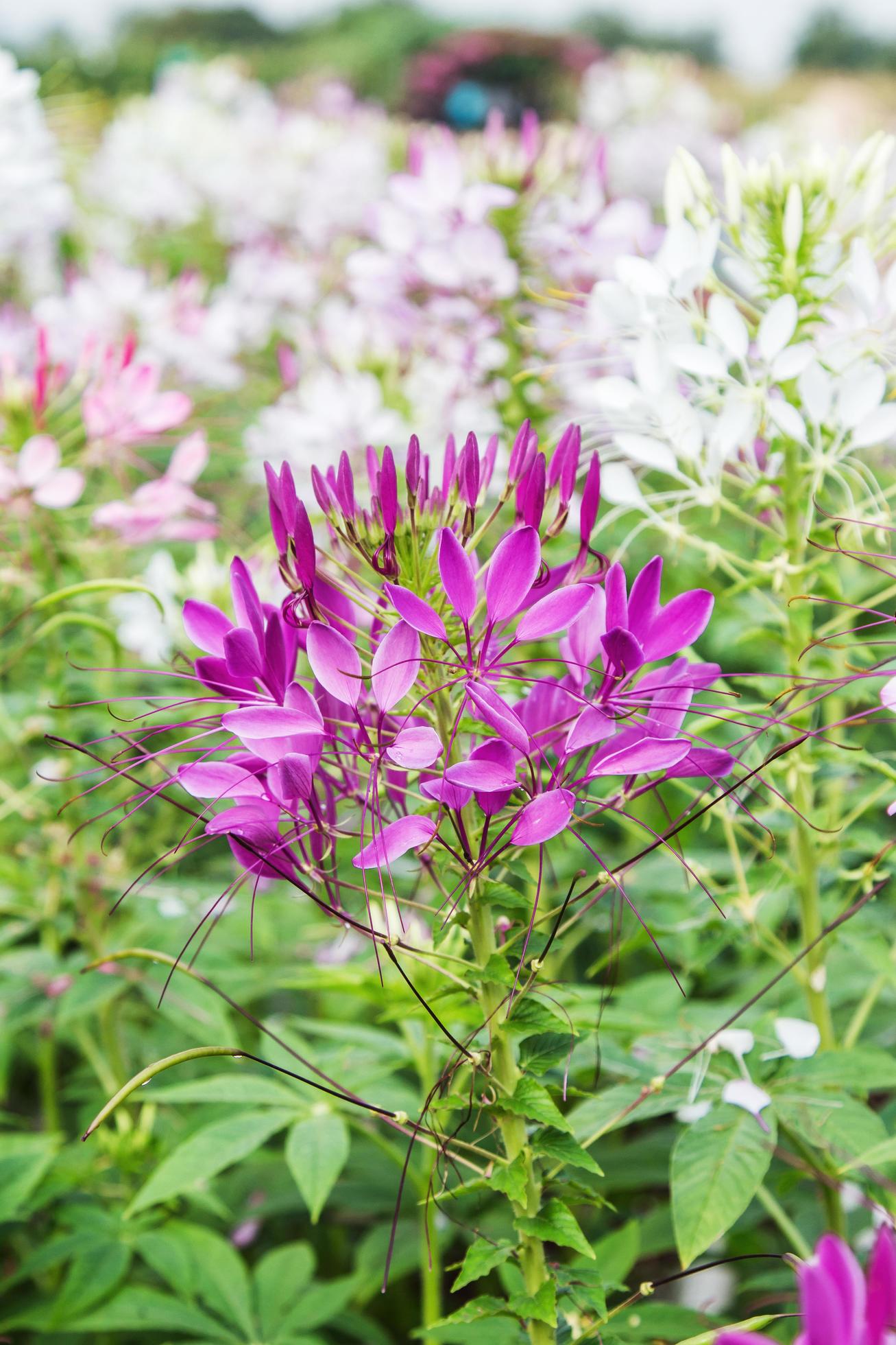 Pink And White Spider flower Cleome hassleriana in the garden Stock Free