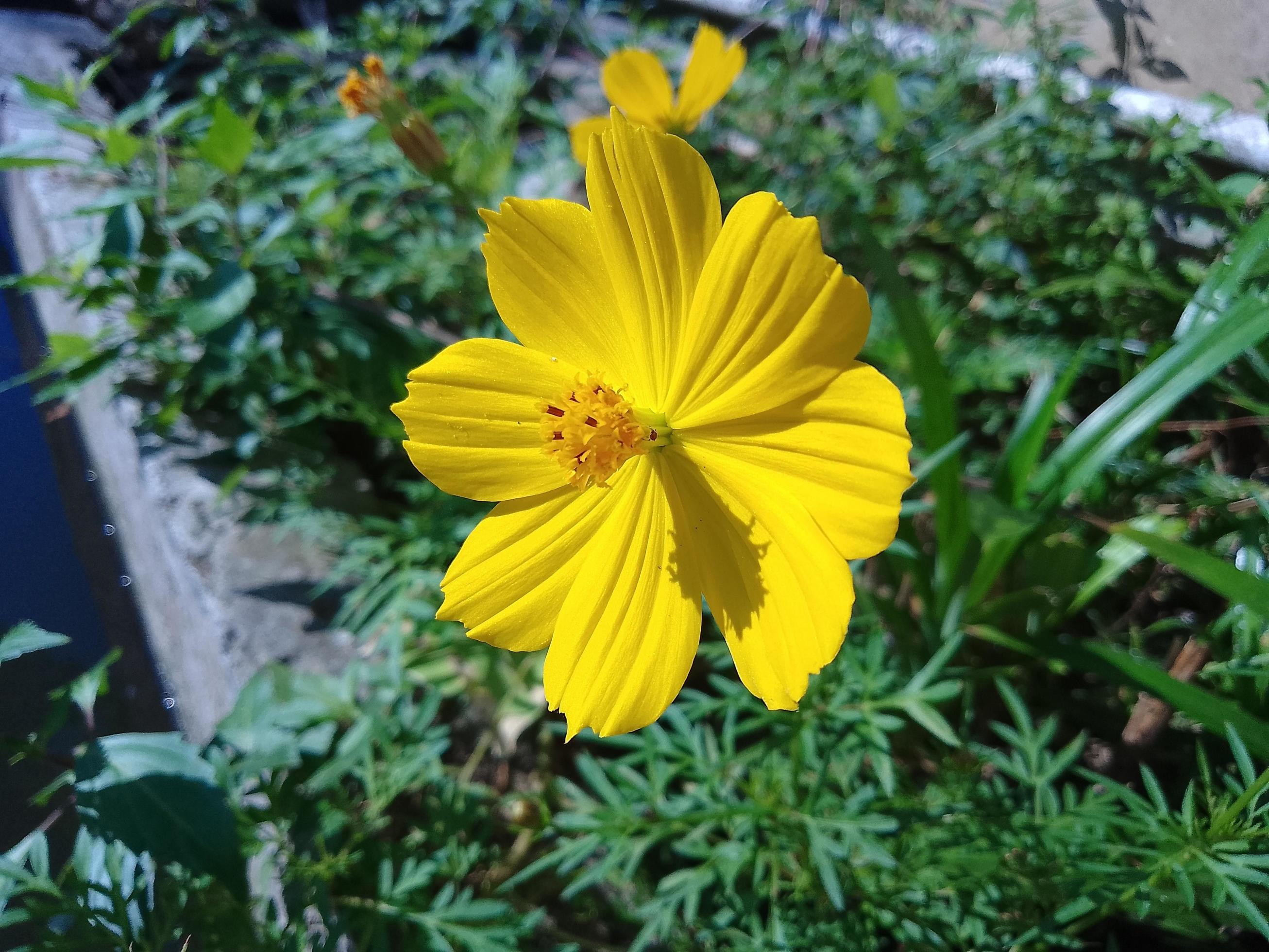 The beautiful yellow flower Stock Free