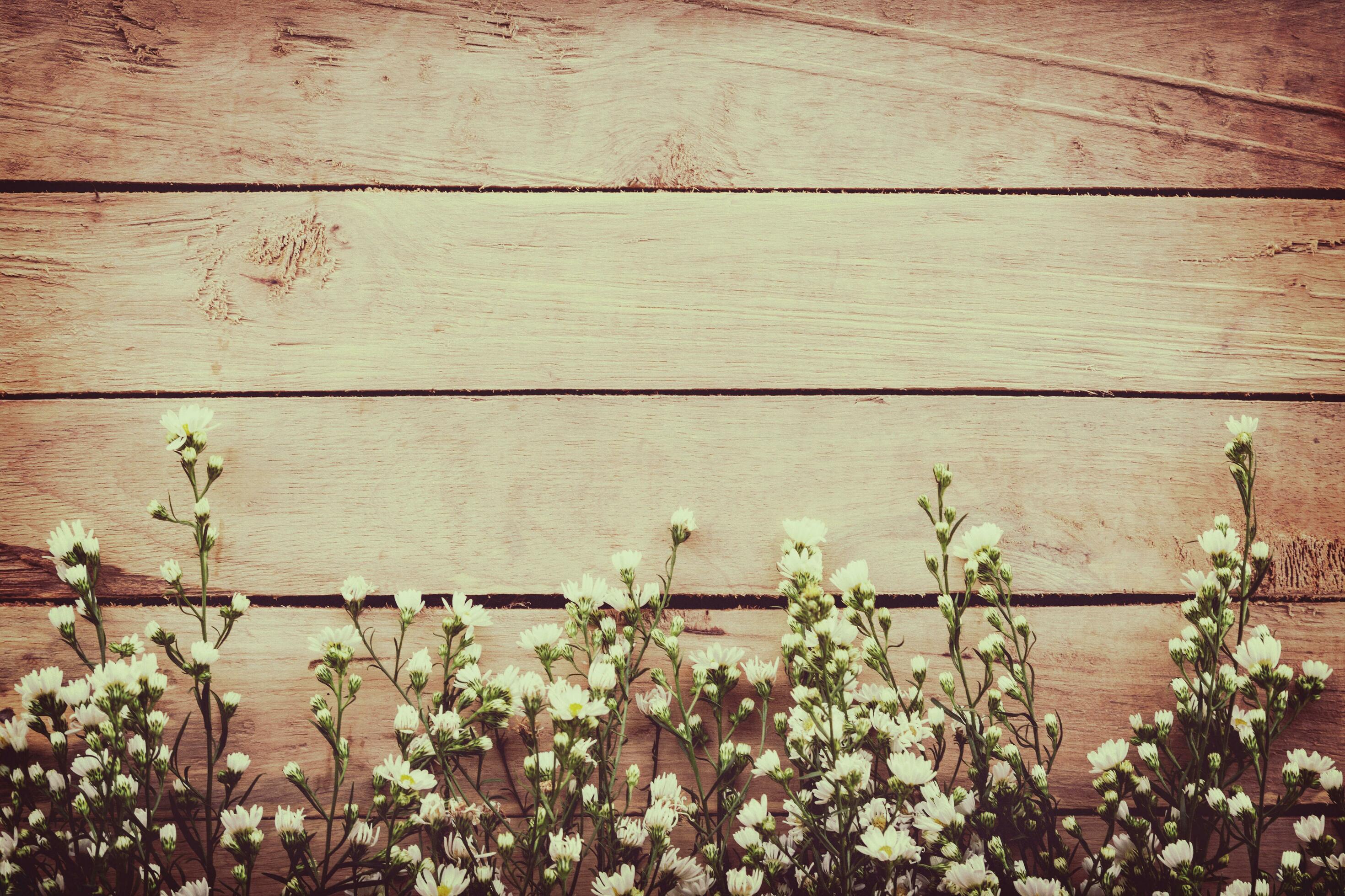 White flower on grunge wood board background with space. Stock Free