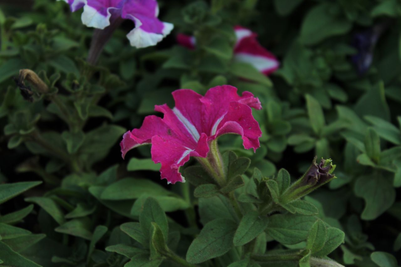 Bright Flower In Garden Stock Free