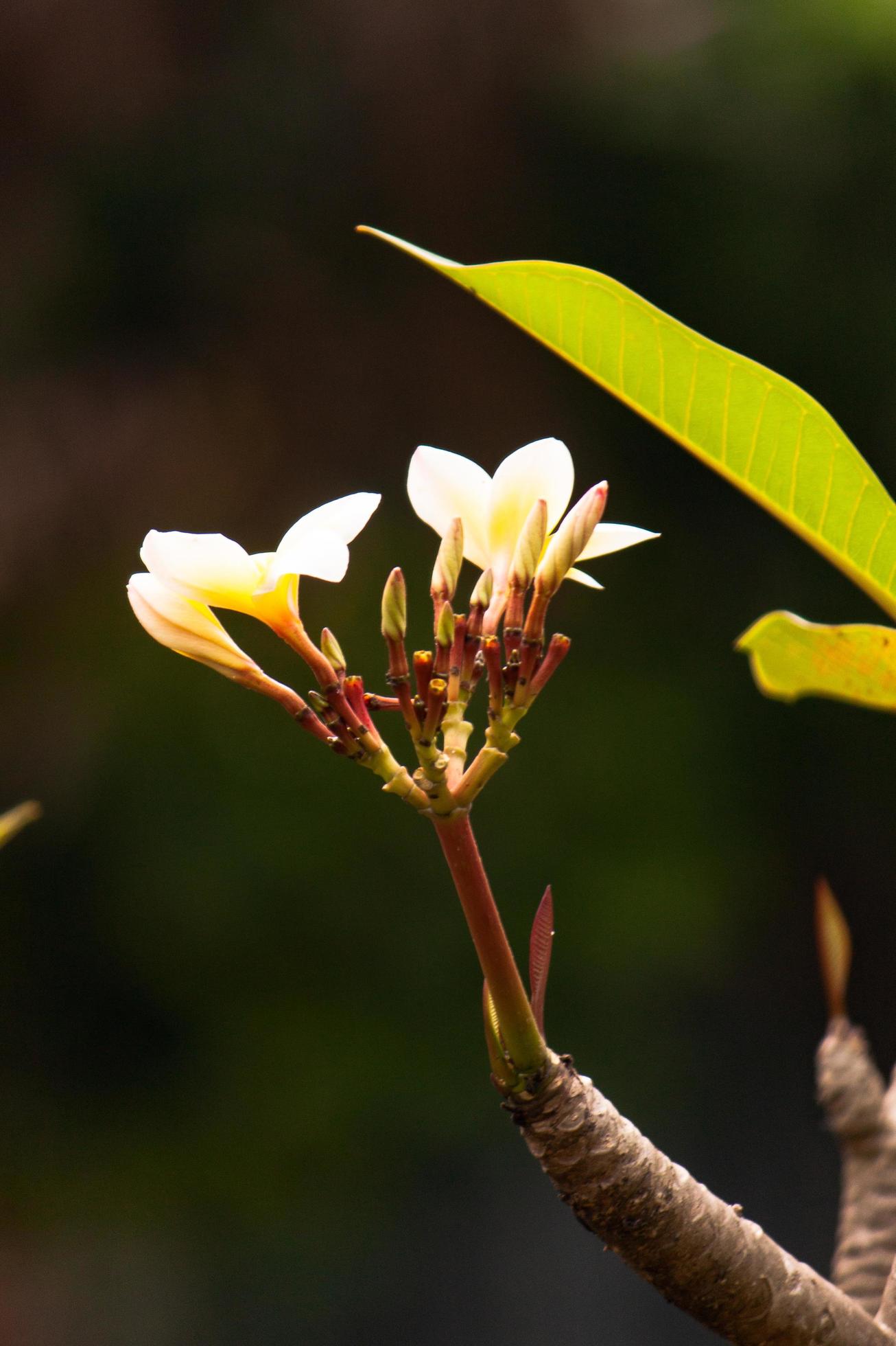 plumeria flower bloom in the garden Stock Free