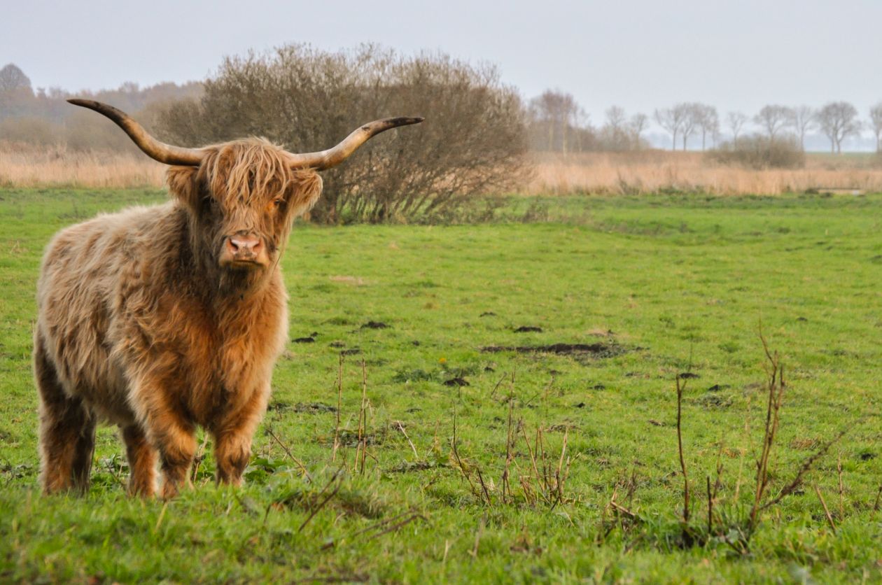 Scottish highland cattle Stock Free