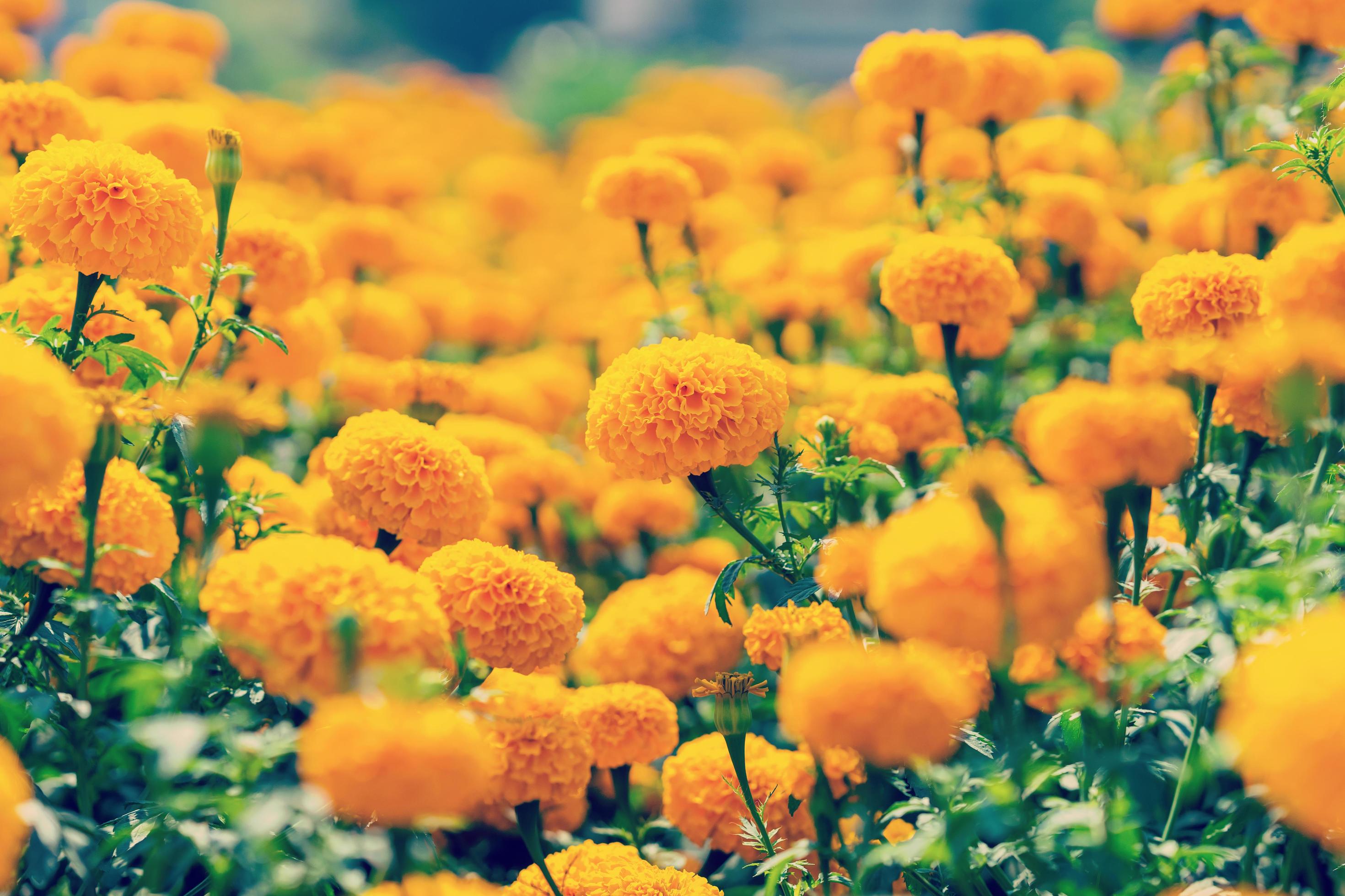 close up marigold flower on field Stock Free