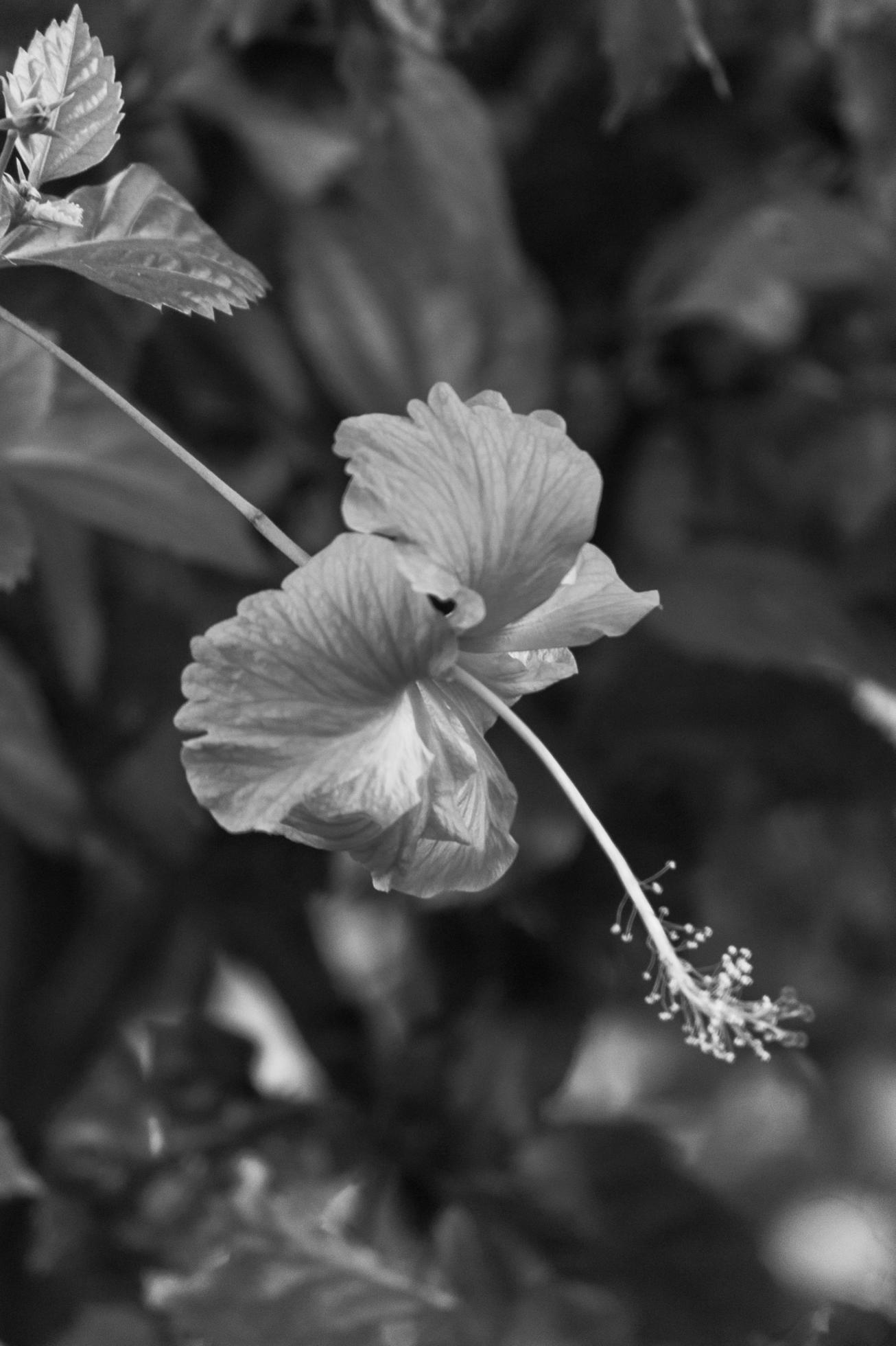 hibiscus flower in the garden Stock Free