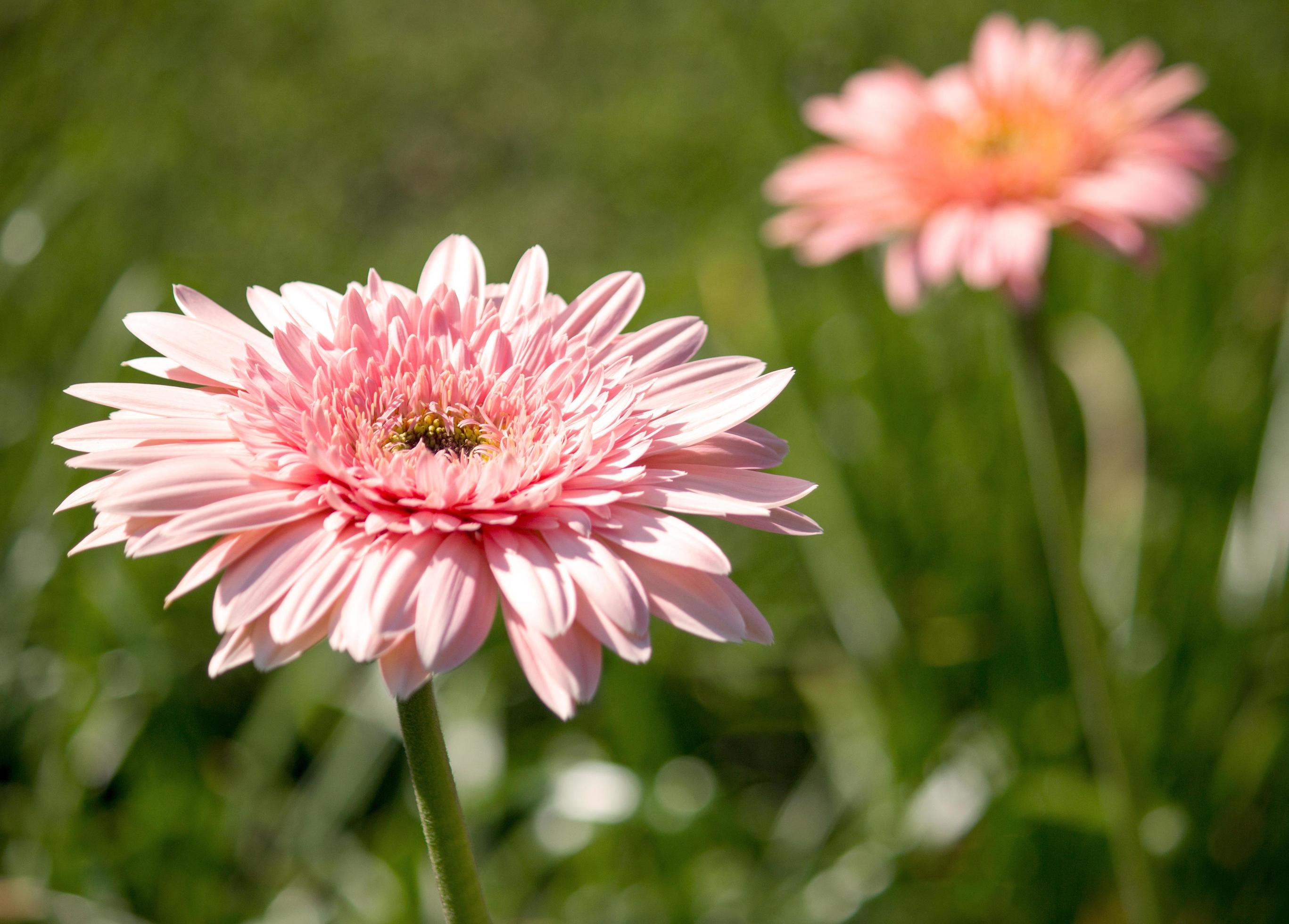 gerbera flower in a garden Stock Free