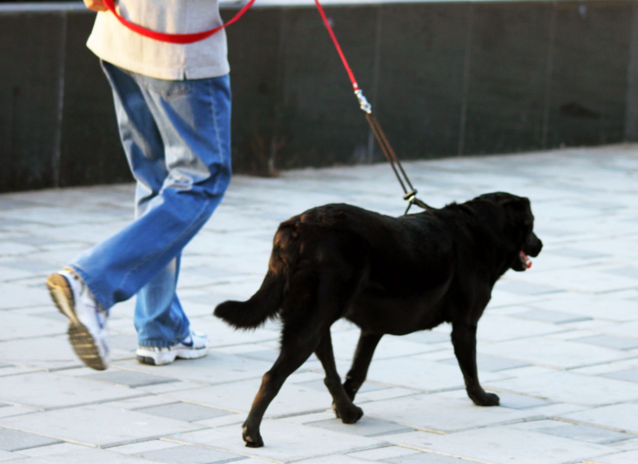 Labrador Walking Black Stock Free