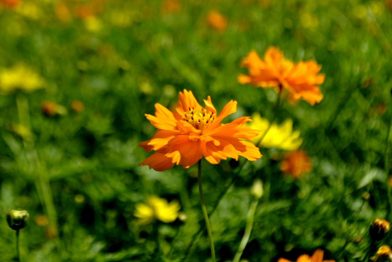 
									Orange Flower Garden Stock Free