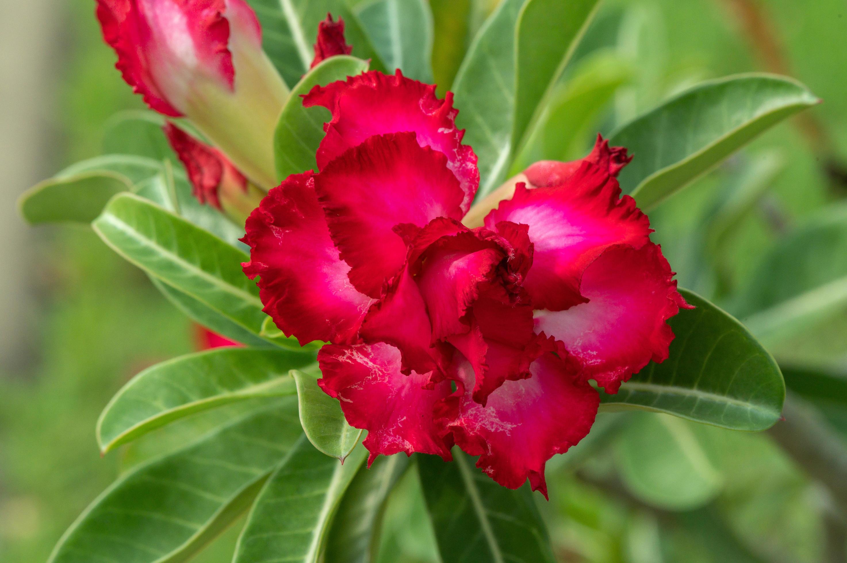 red adenium flower in the garden Stock Free