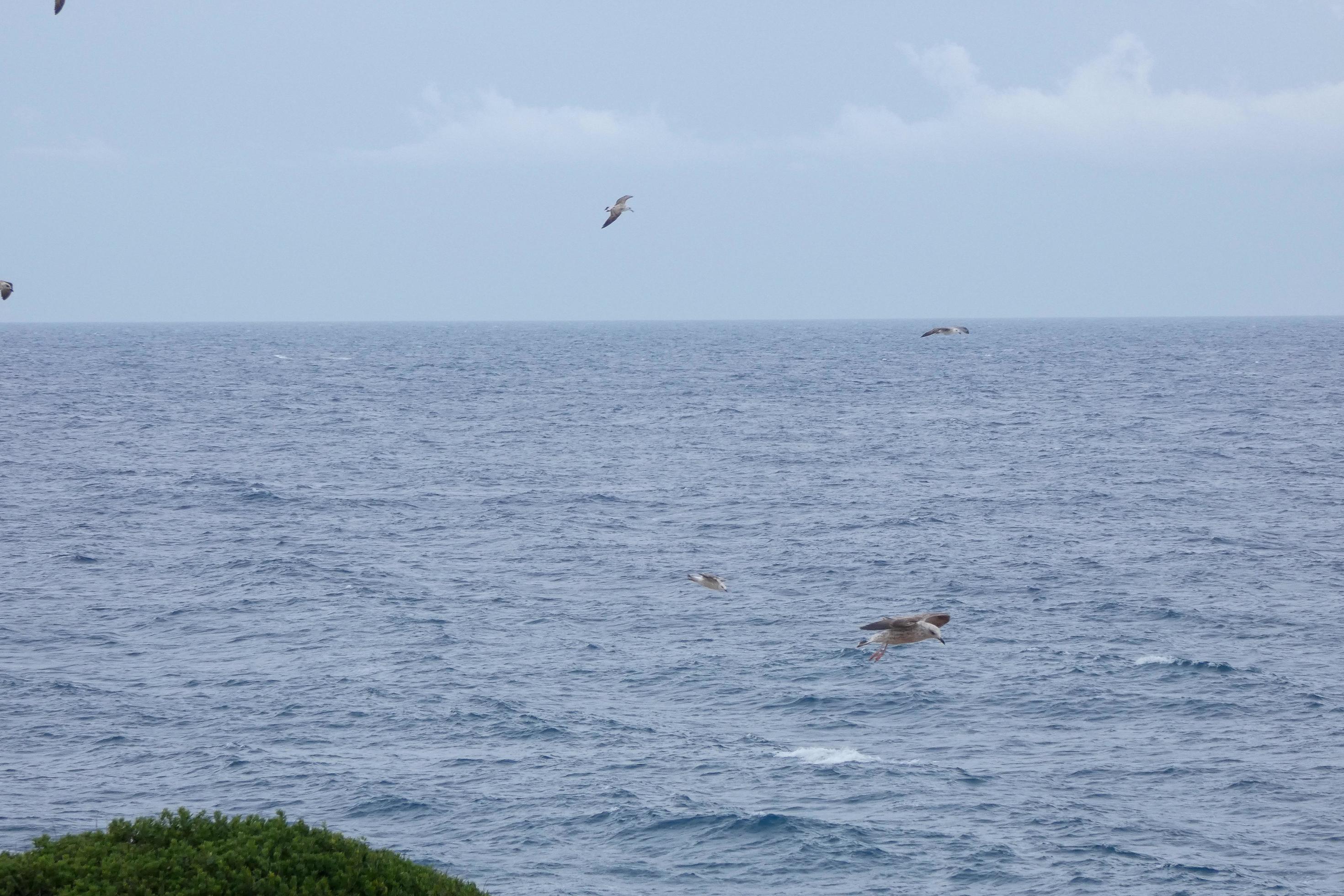 Wild seagulls in nature along the cliffs of the Catalan Costa Brava, Mediterranean, Spain. Stock Free