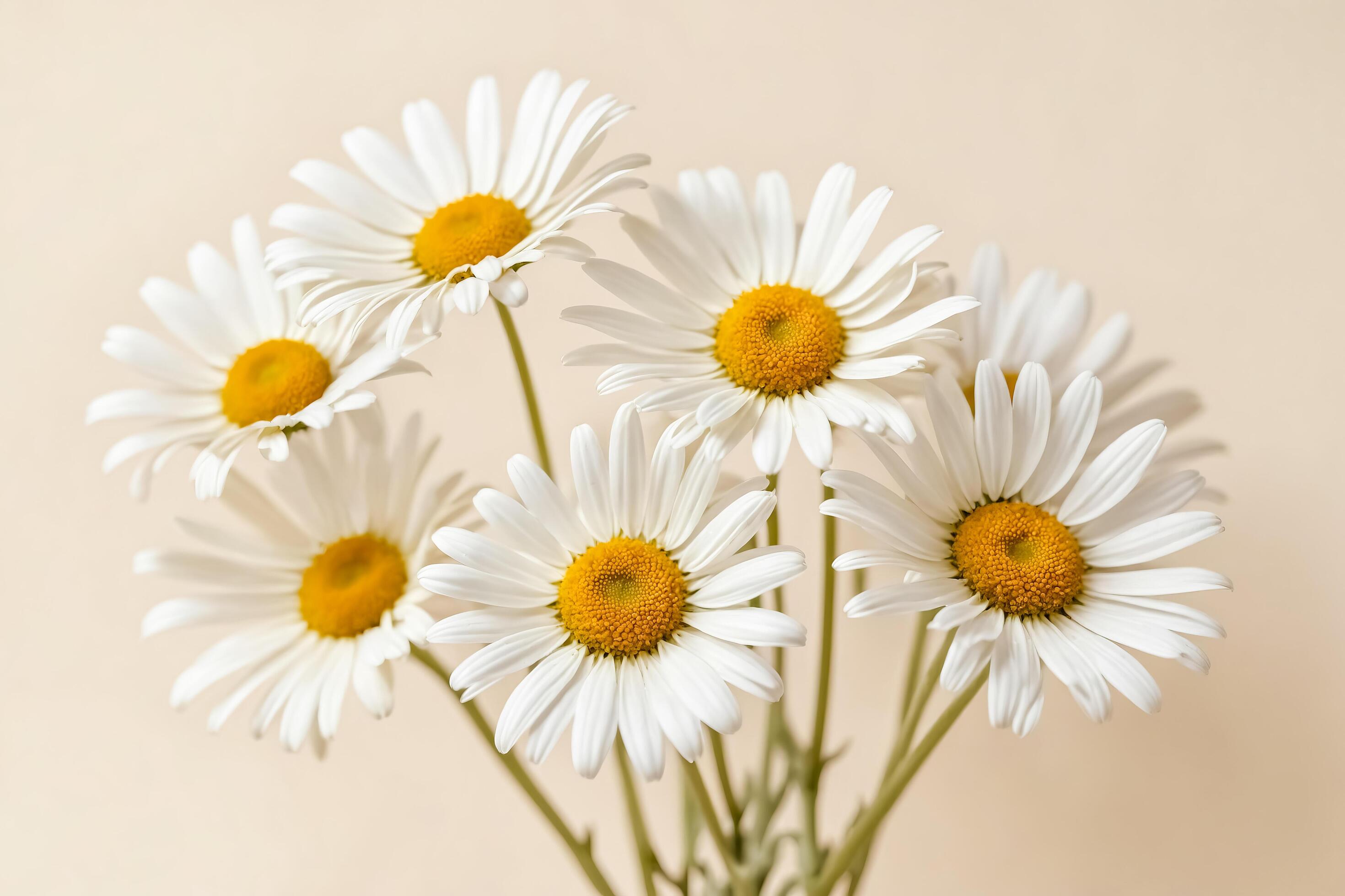 Closeup of White Daisies on a Beige Background Stock Free