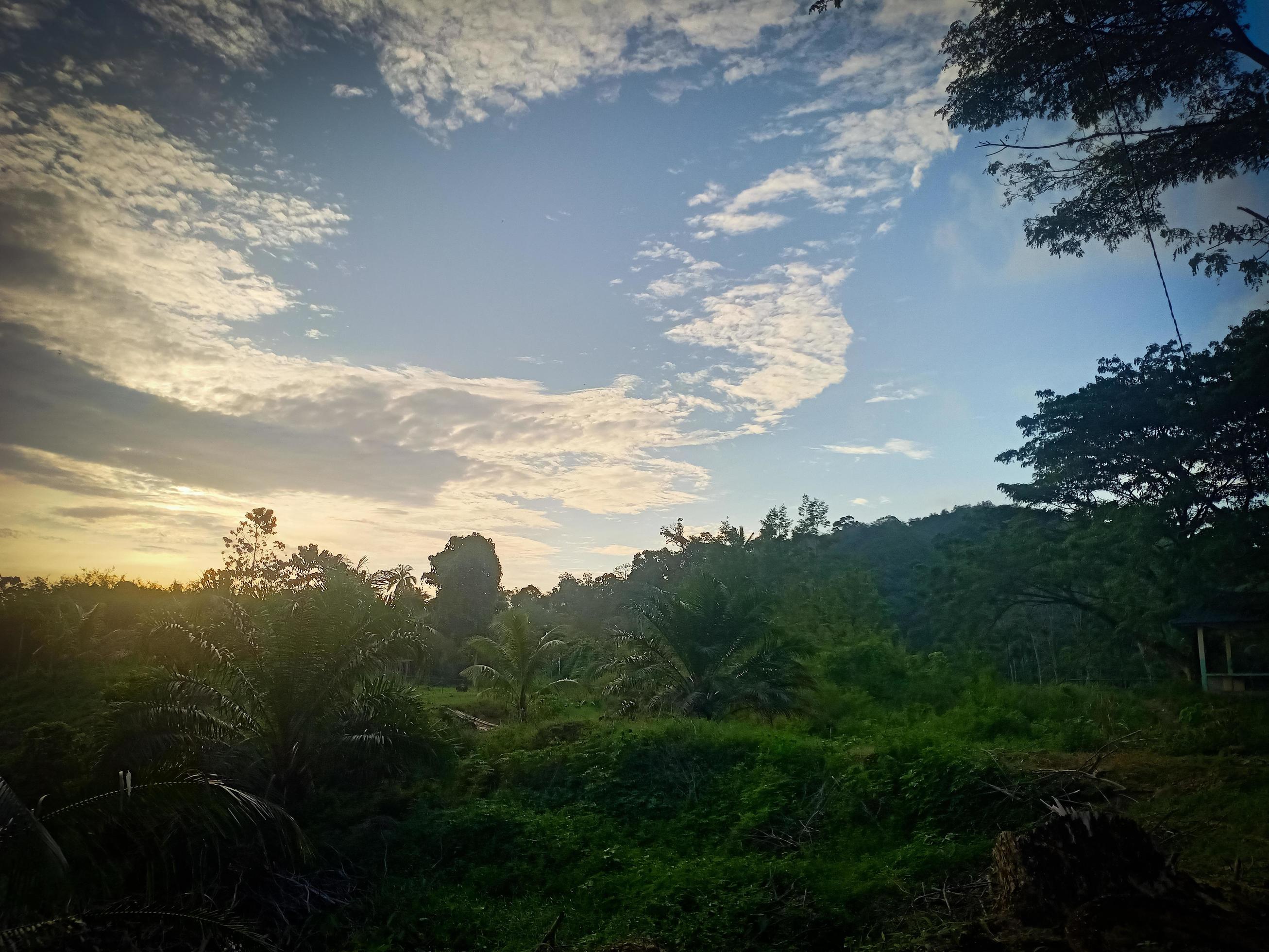 beautiful view clear blue sky and lots of natural green trees Stock Free