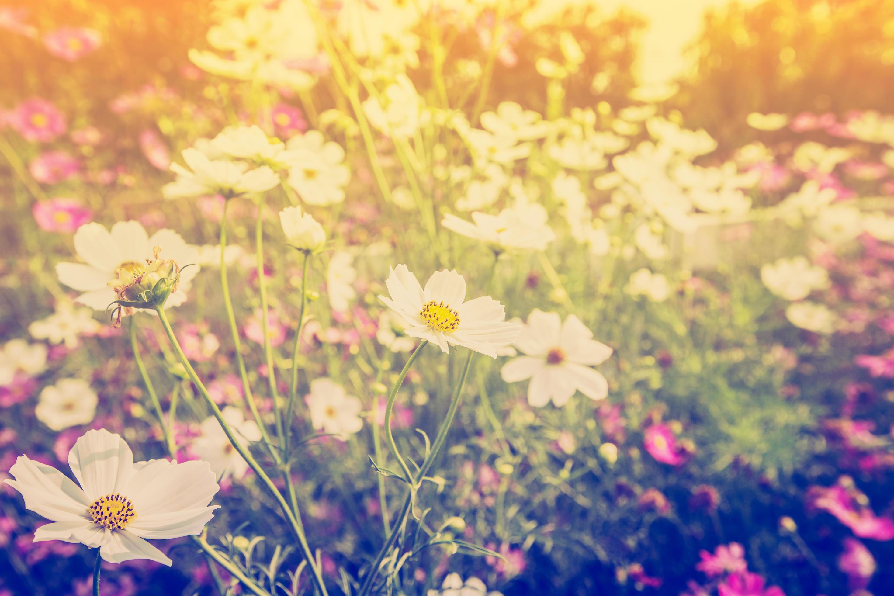 cosmos flower and sunlight in field meadow with vintage tone. Stock Free