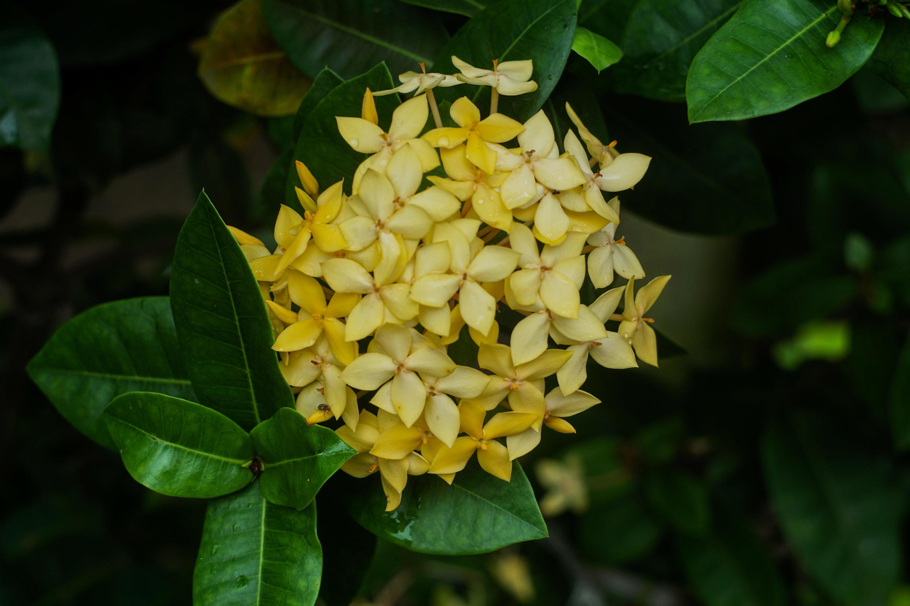 Bunga Jarum or yellow flower blooming in the garden Stock Free