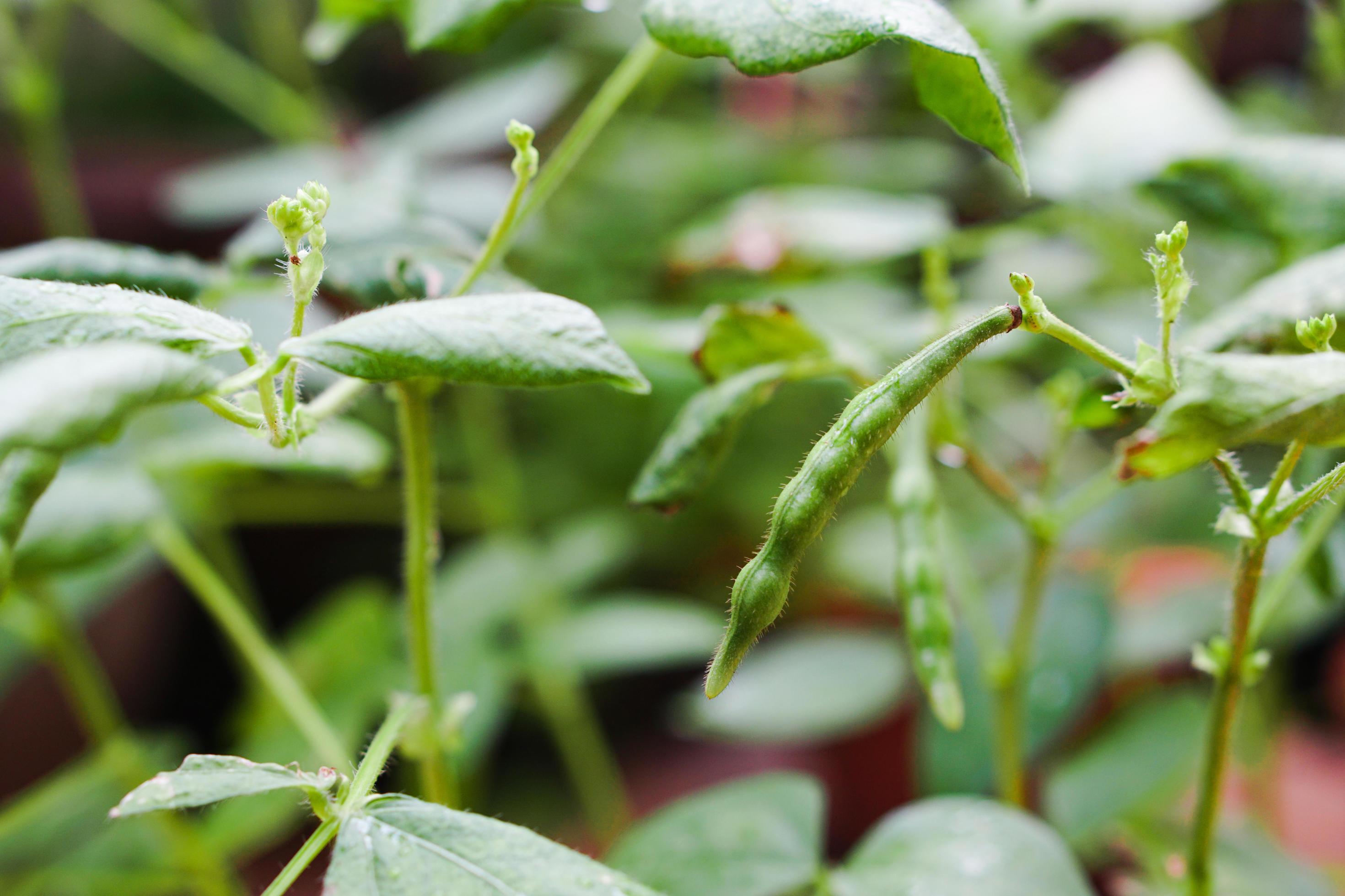 Mung Bean pod is a plant in the legume family. Stock Free