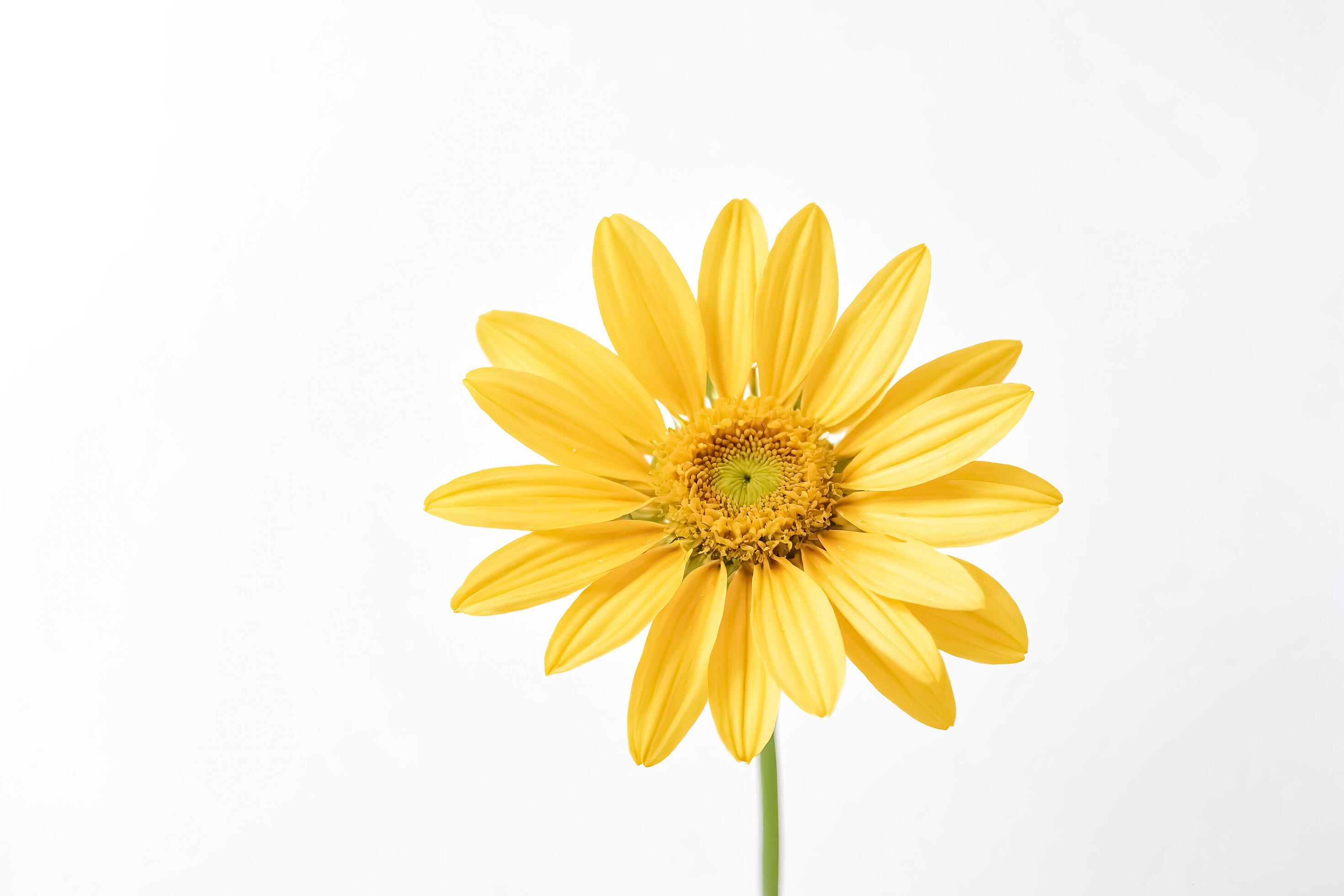 
									Single Yellow Flower on White Background Stock Free