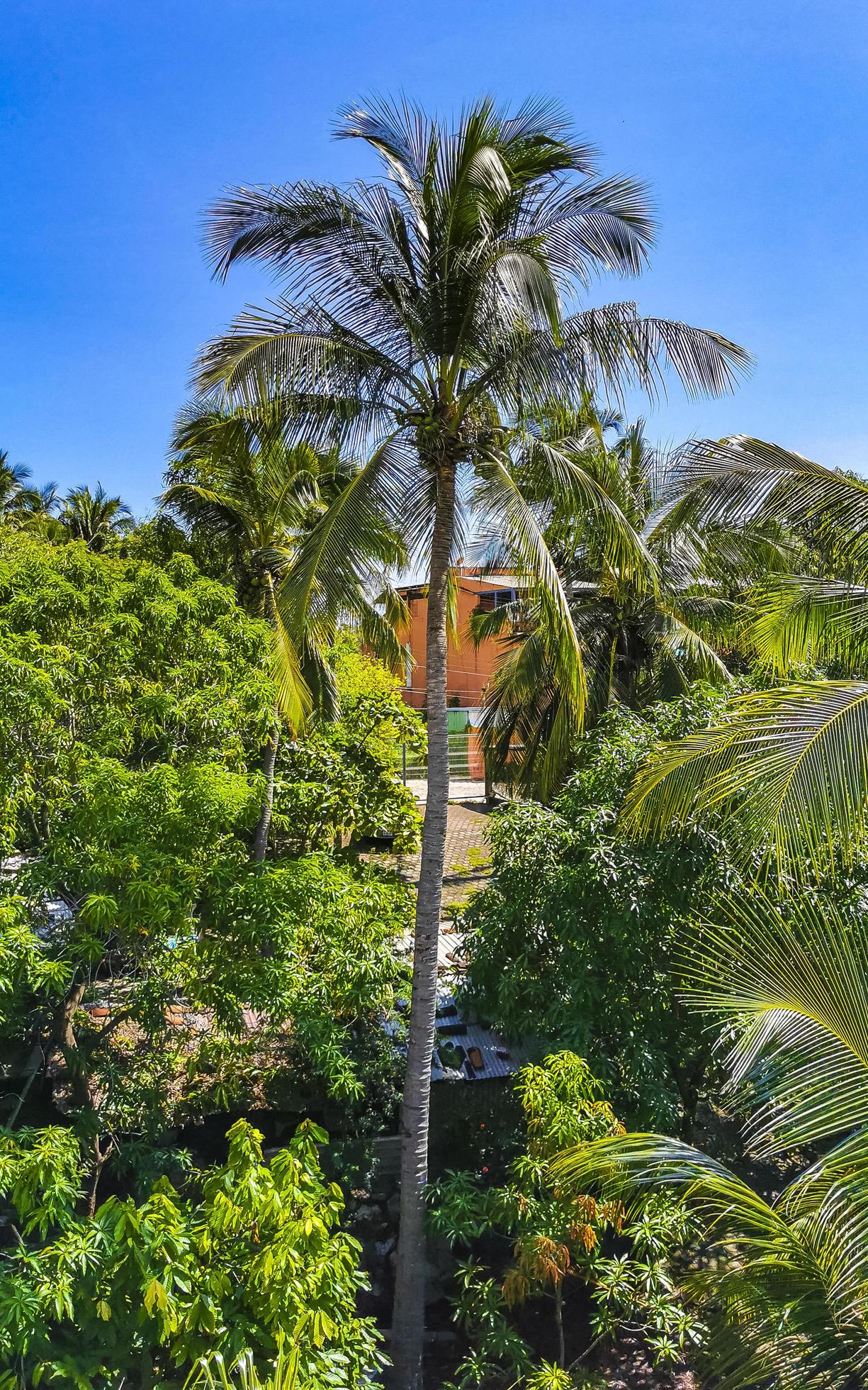 Tropical natural palm tree coconuts blue sky in Mexico. Stock Free