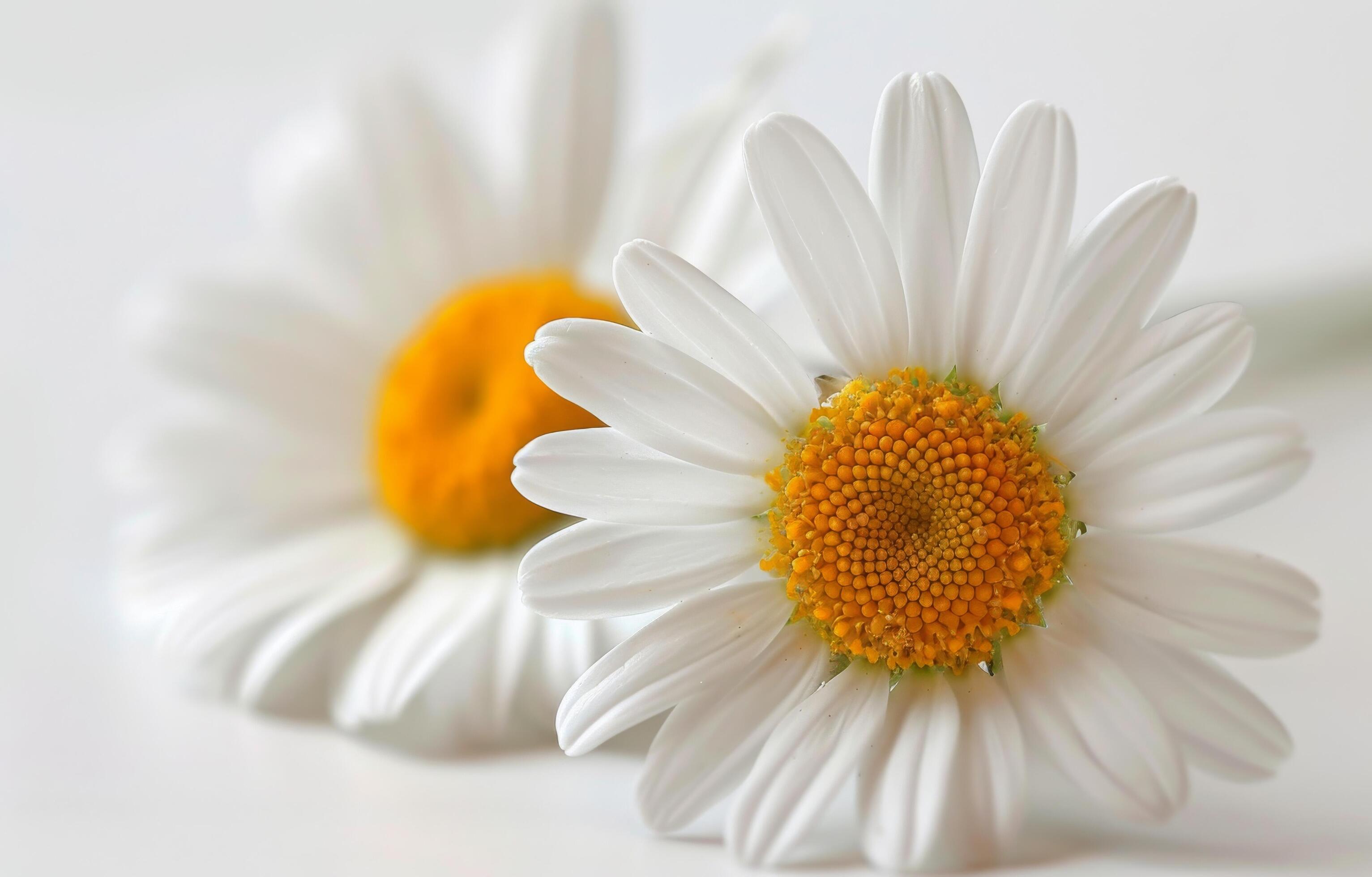 Single White Daisy on a Light Background Stock Free