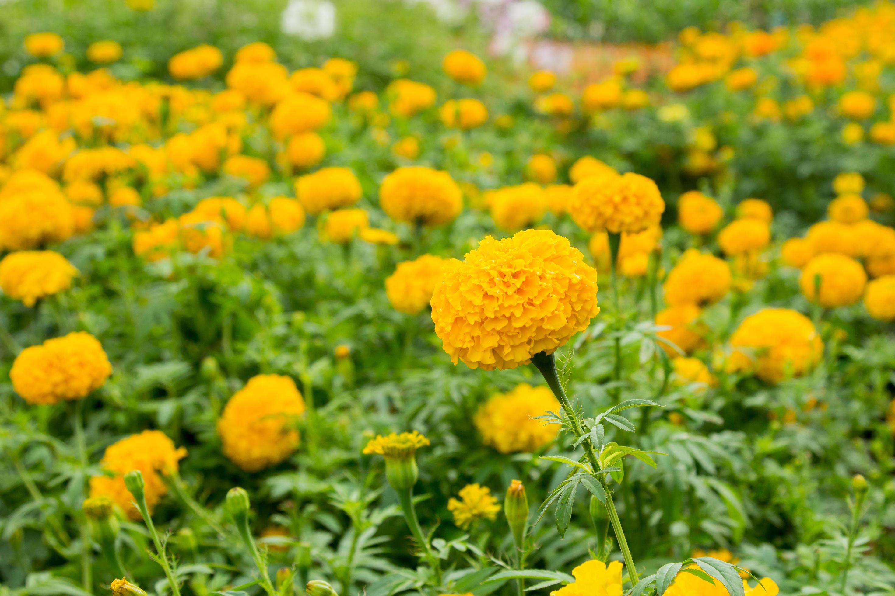 Close up Yellow Marigold Flower In Garden. Stock Free