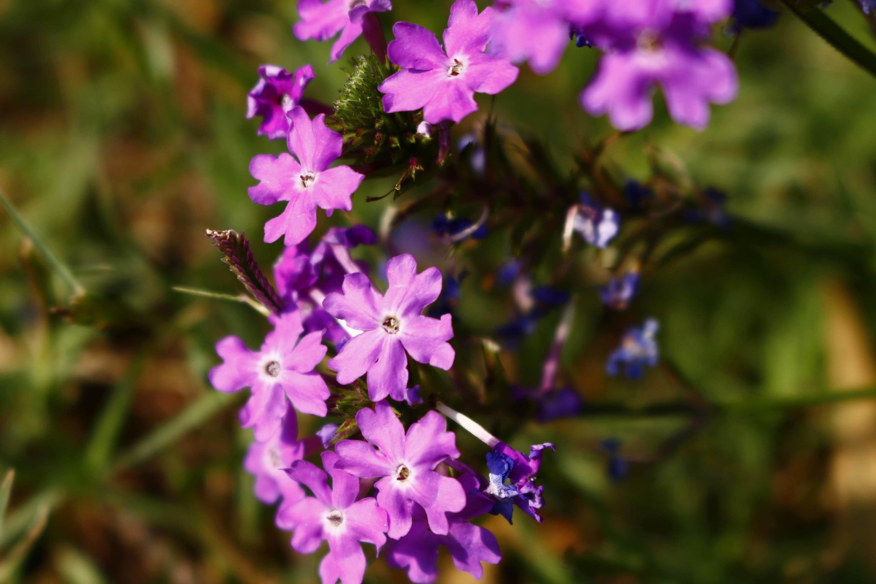 Bright Colored Flowering Plants in Outdoor Garden In Karachi Pakistan 2022 Stock Free