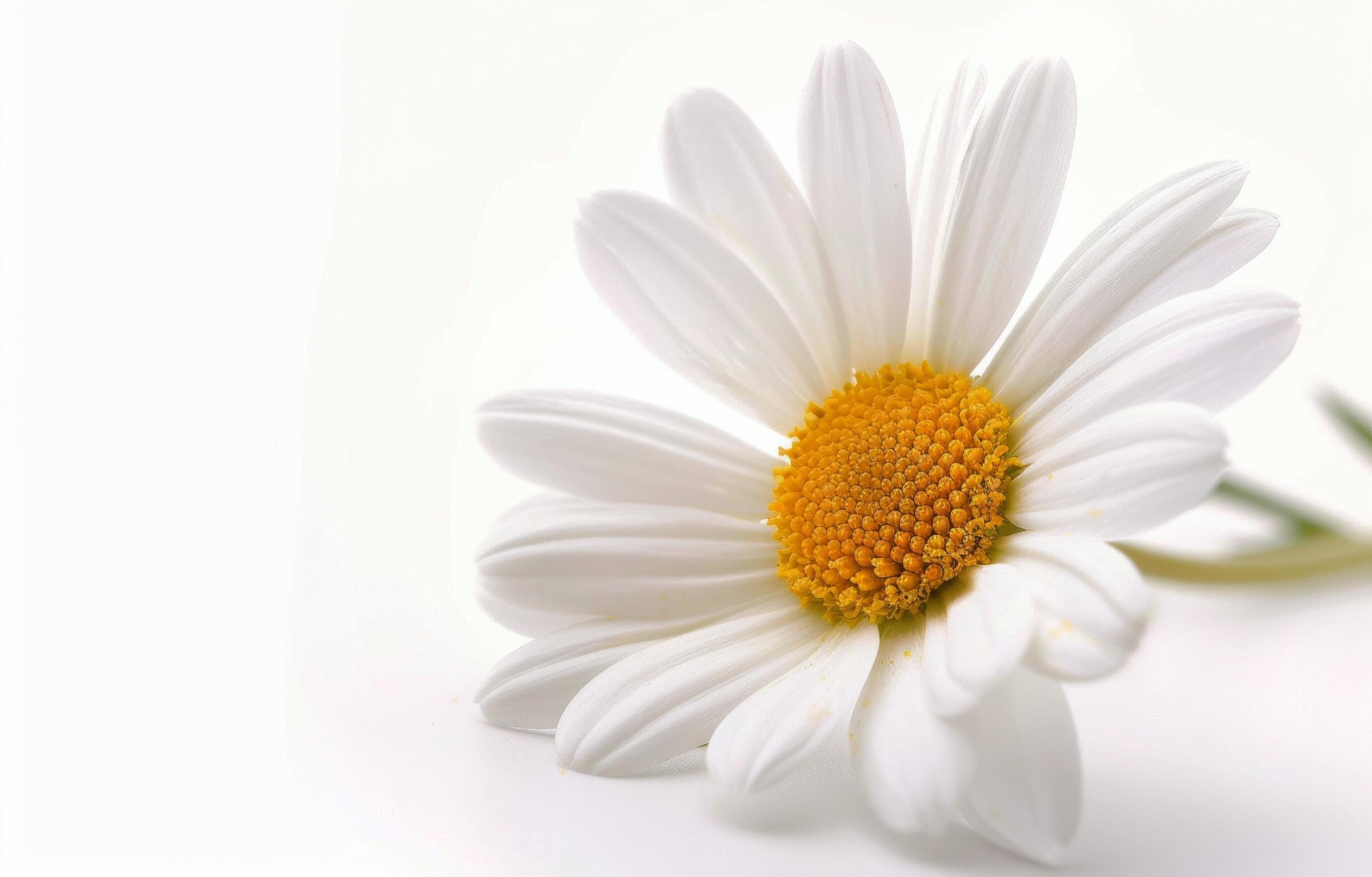 Single White Daisy on White Background Stock Free