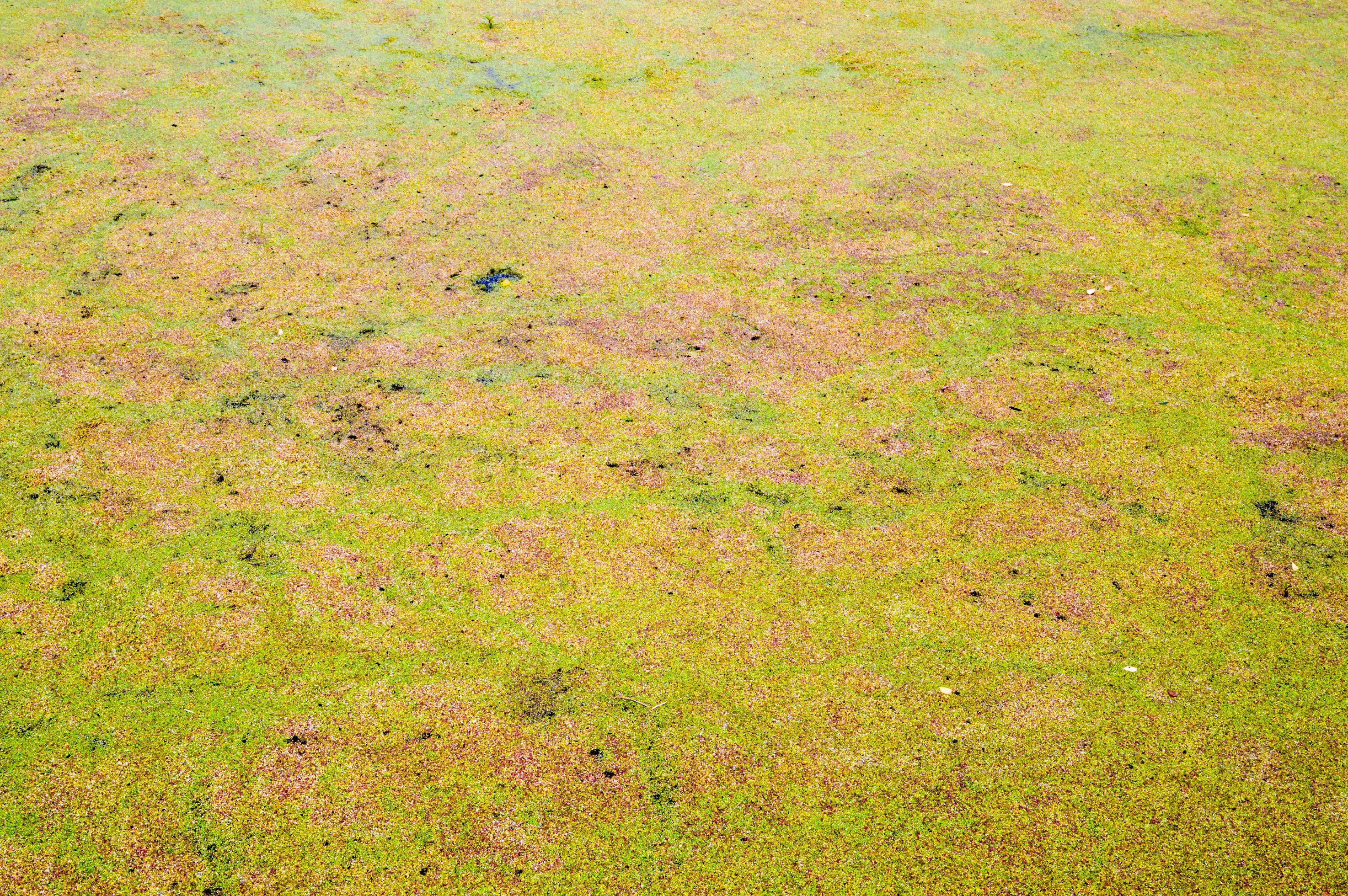 Texture of green swamp dirty natural water with plants of cane leaves. The background Stock Free