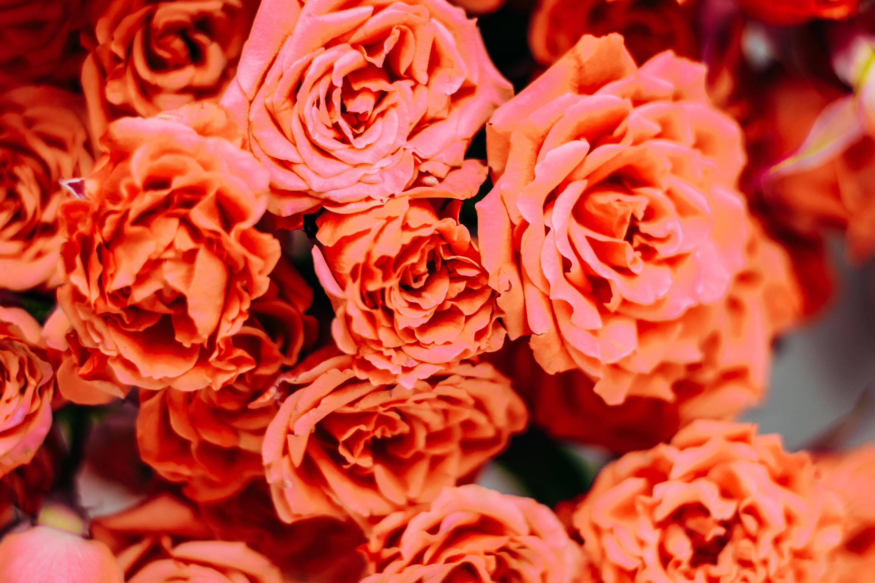 Small red bush roses on a white background with a place for text. Stock Free