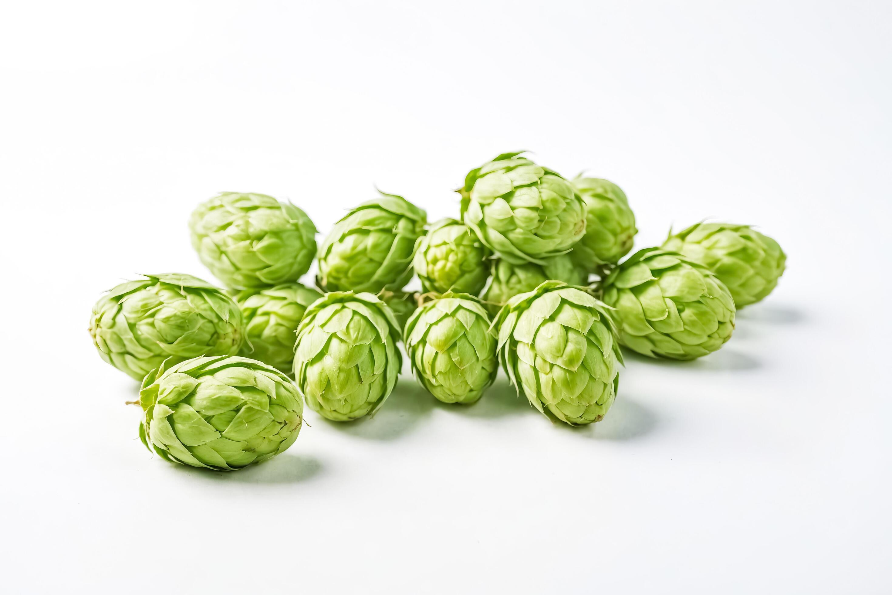 Fresh Green Hops Cones on White Background Stock Free