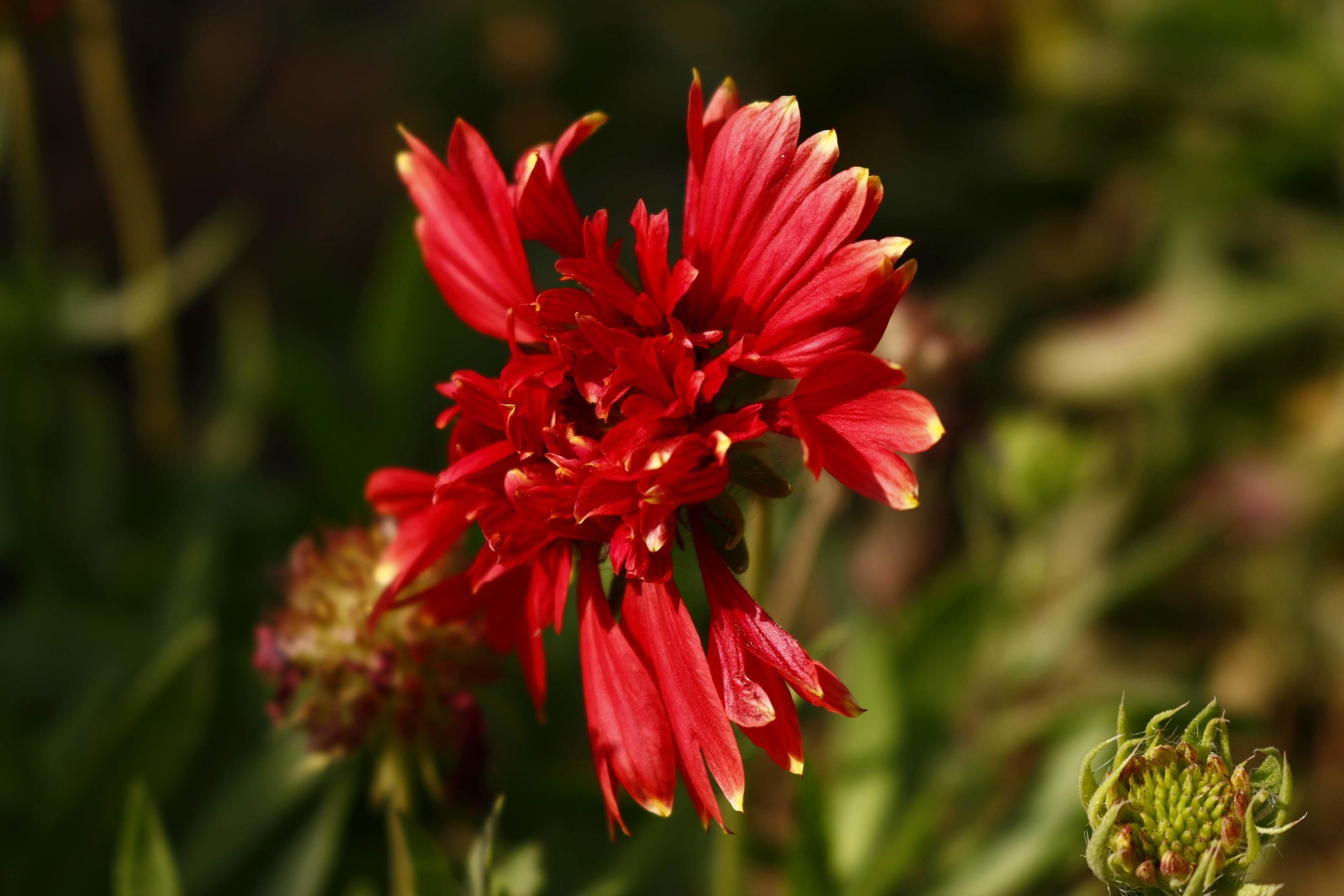 Bright Colorful Flowers In Outdoor Garden in Karachi Pakistan 2022 Stock Free