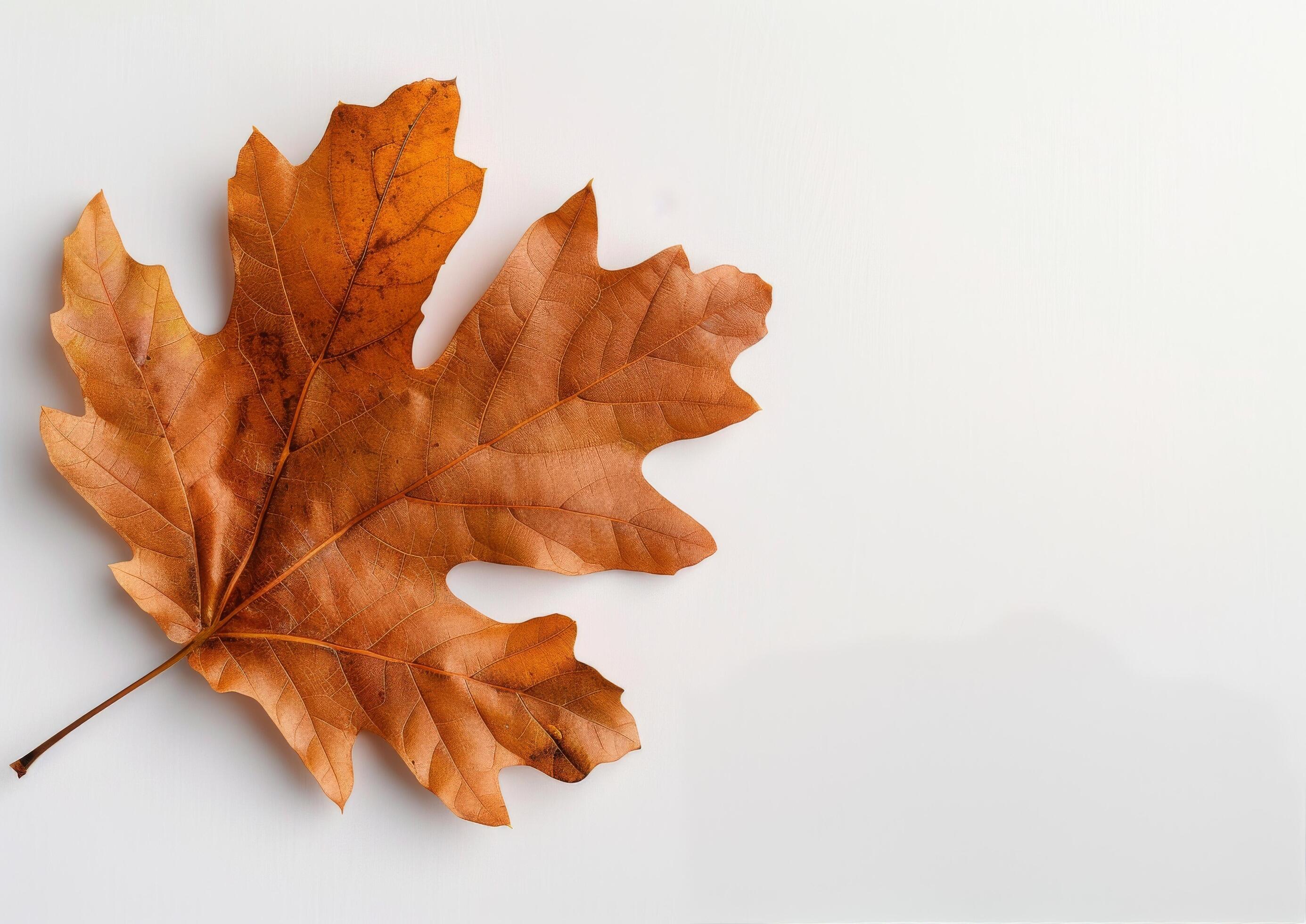 Brown Maple Leaf on White Background Stock Free