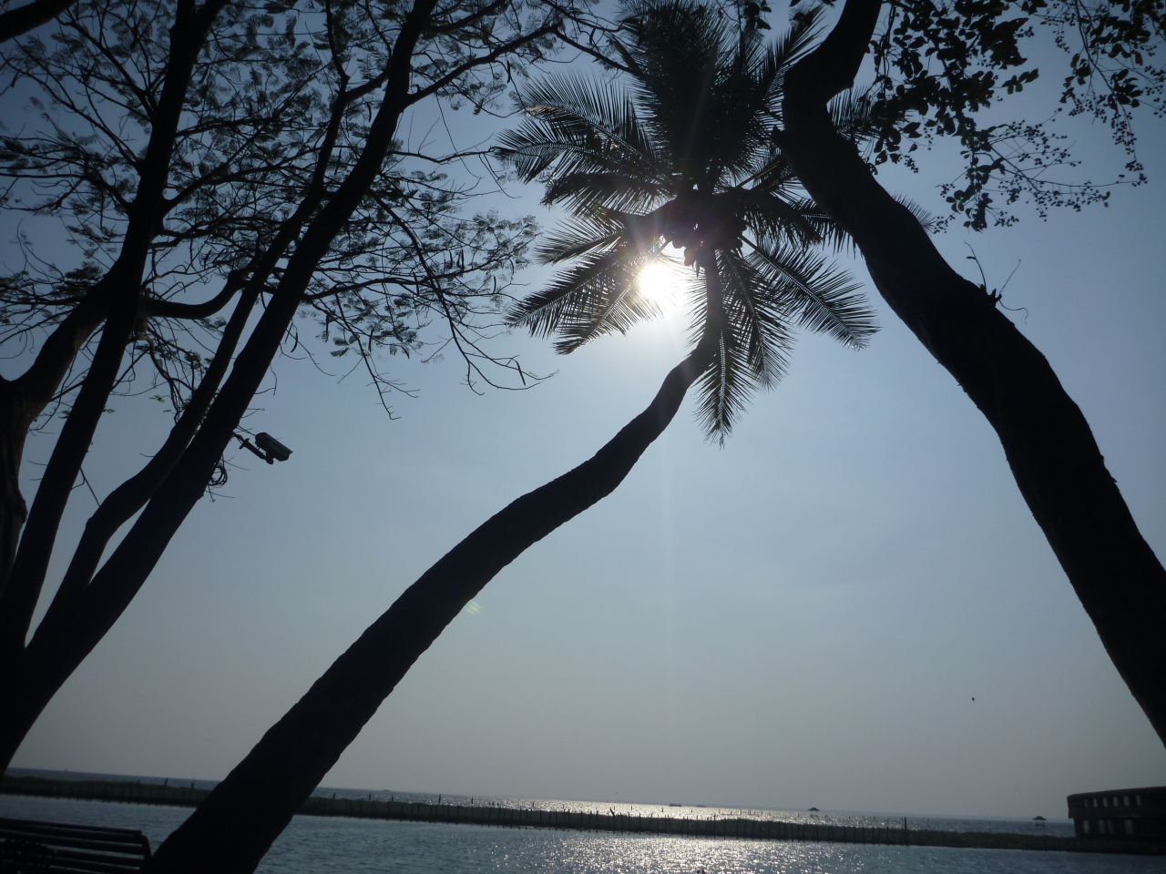 Beautiful Coconut Trees Criss Crossing Stock Free