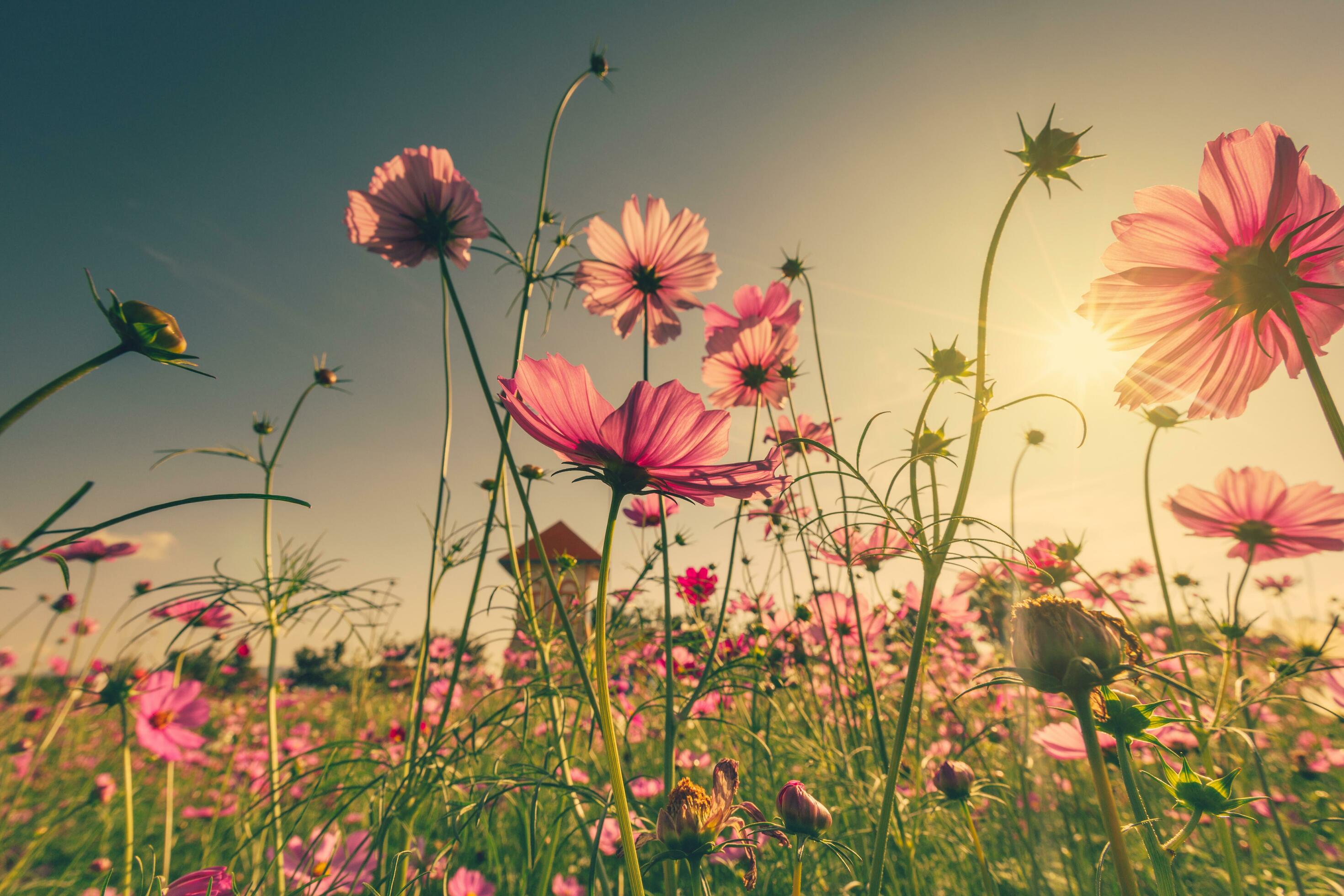 Field pink cosmos flower and sunlight with vintage toned. Stock Free