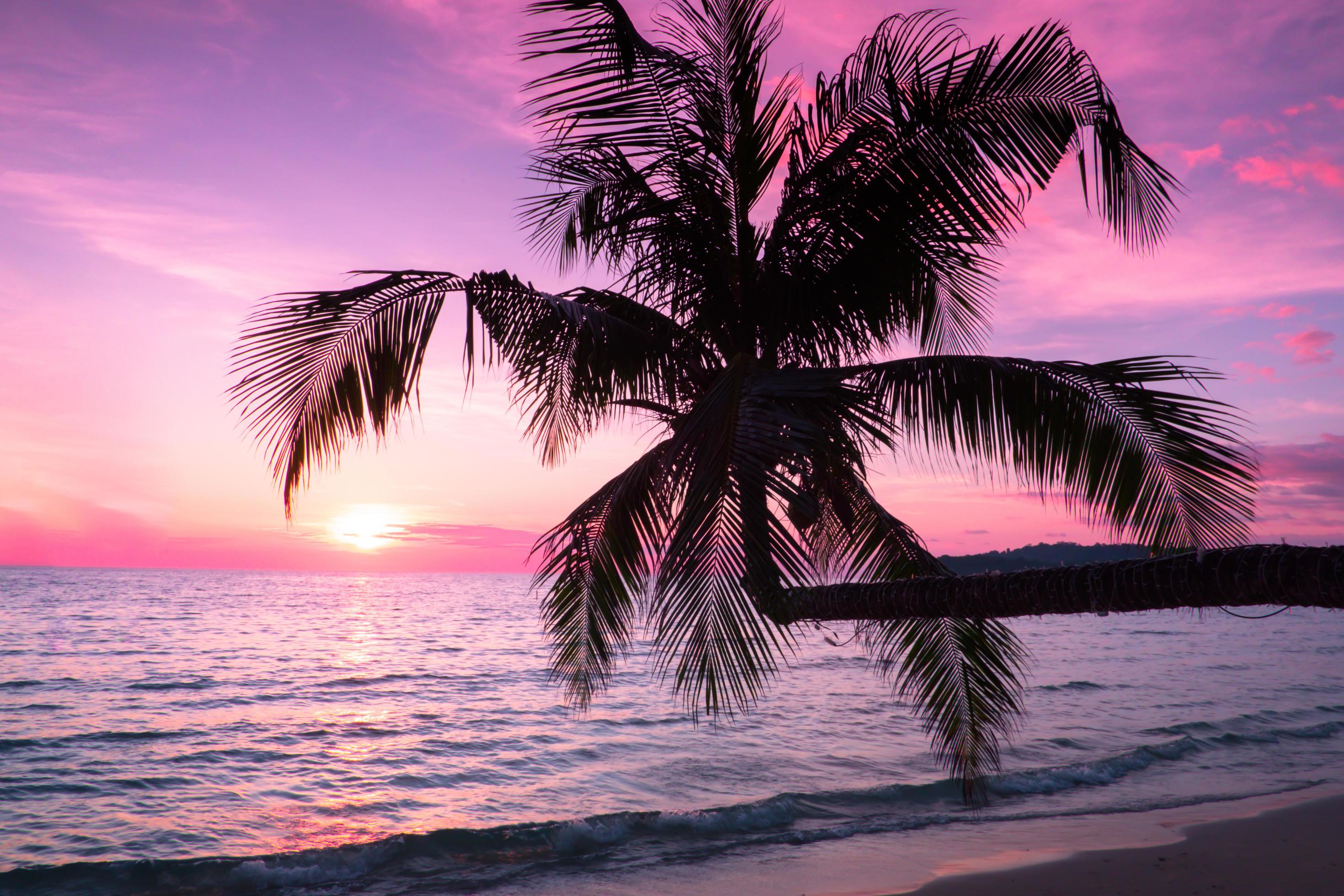 Beautiful sunset tropical beach with palm tree and blue sky for travel and vacation in holiday relax time Stock Free