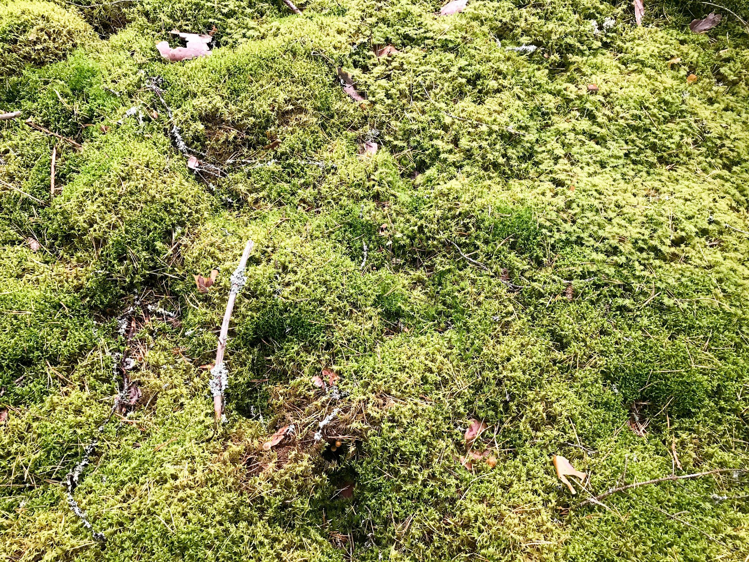 Texture of a natural marsh green bright juicy moss of a fluffy thick grass plant in the forest. The background Stock Free