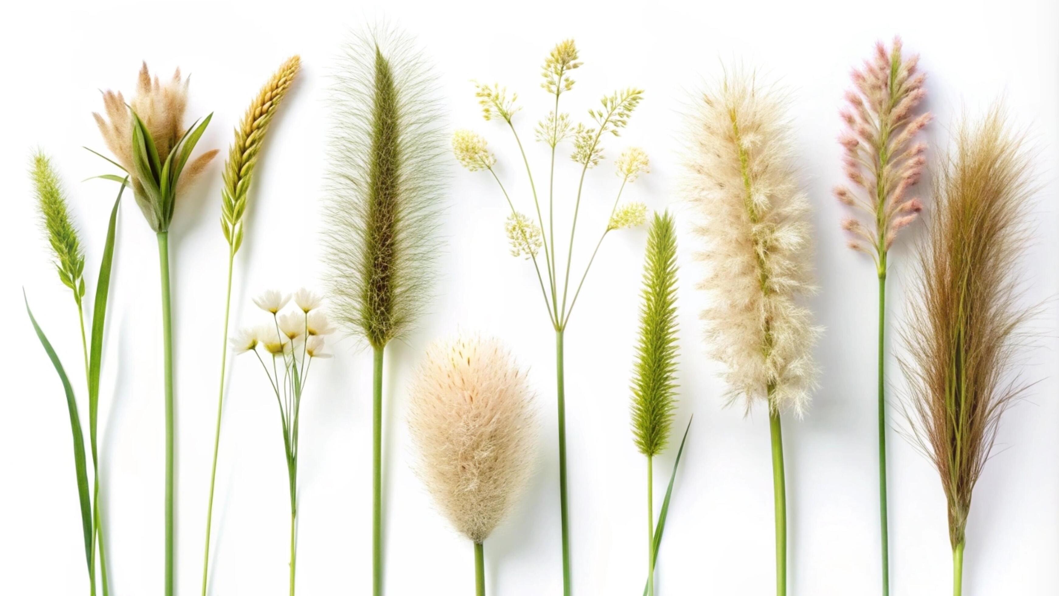 Blooming grass flowers on a white background. Stock Free