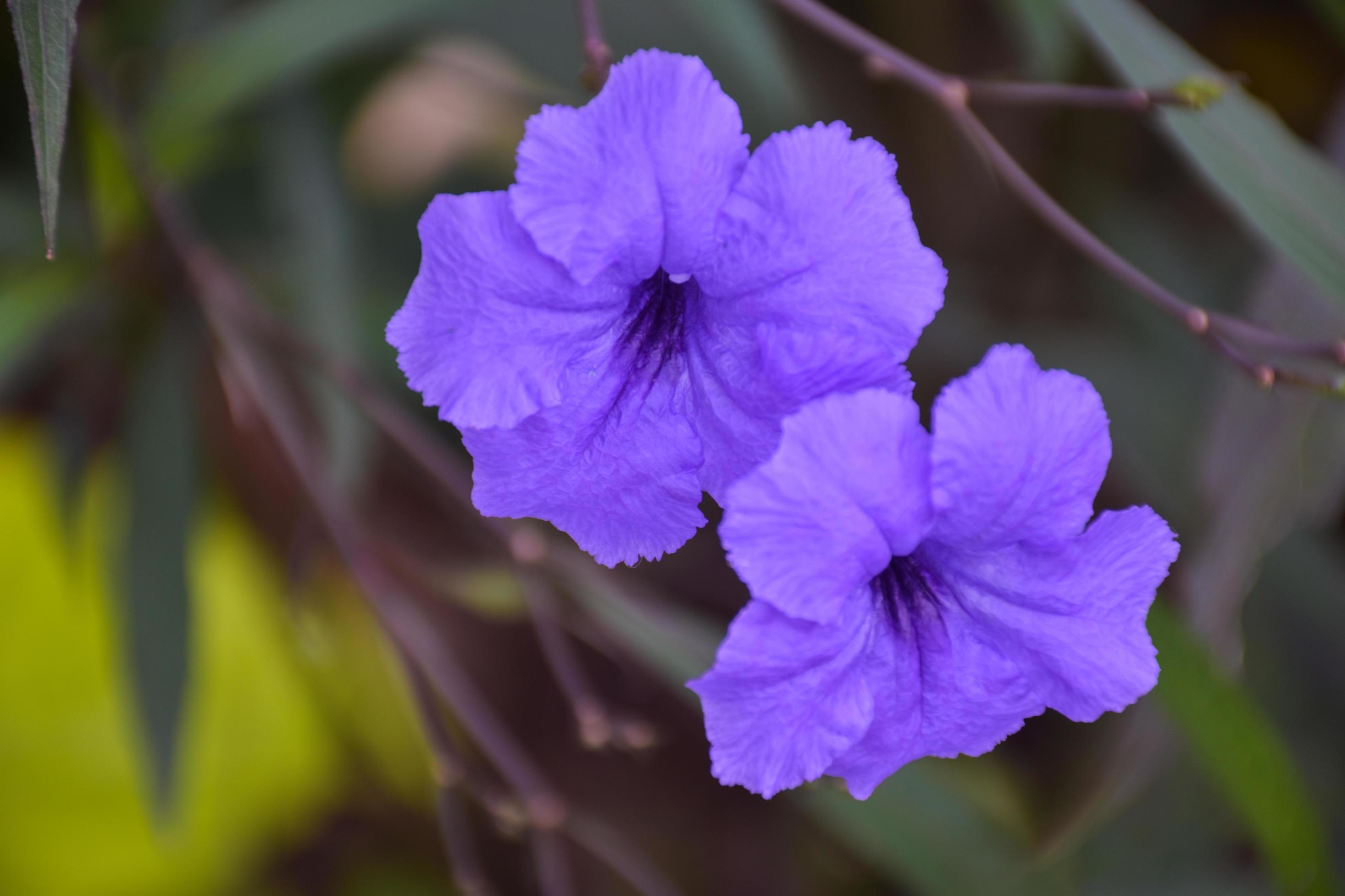 Purple Tuellias flower in the garden Stock Free