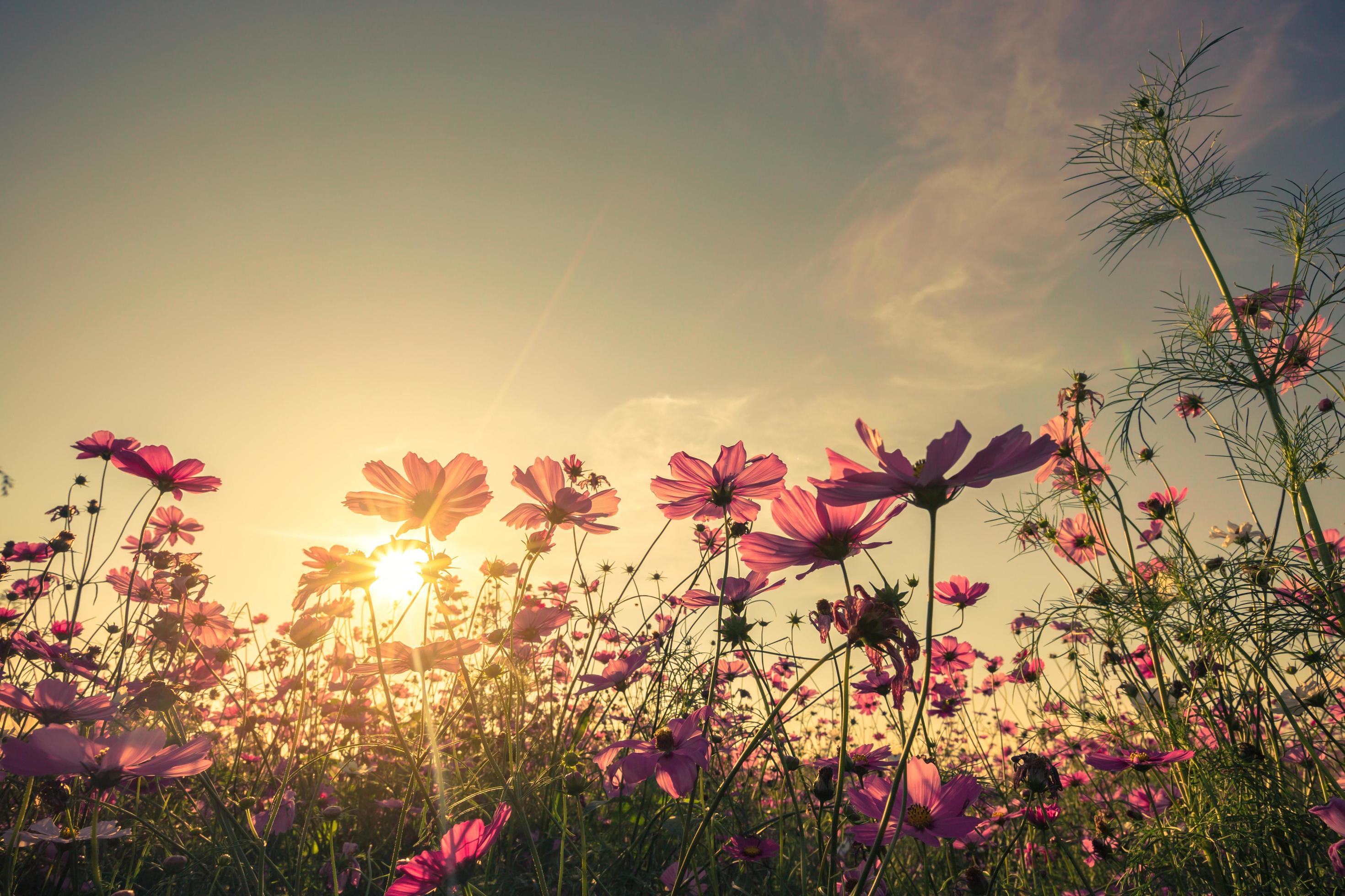 cosmos flower and sunset with with vintage toned effect. Stock Free