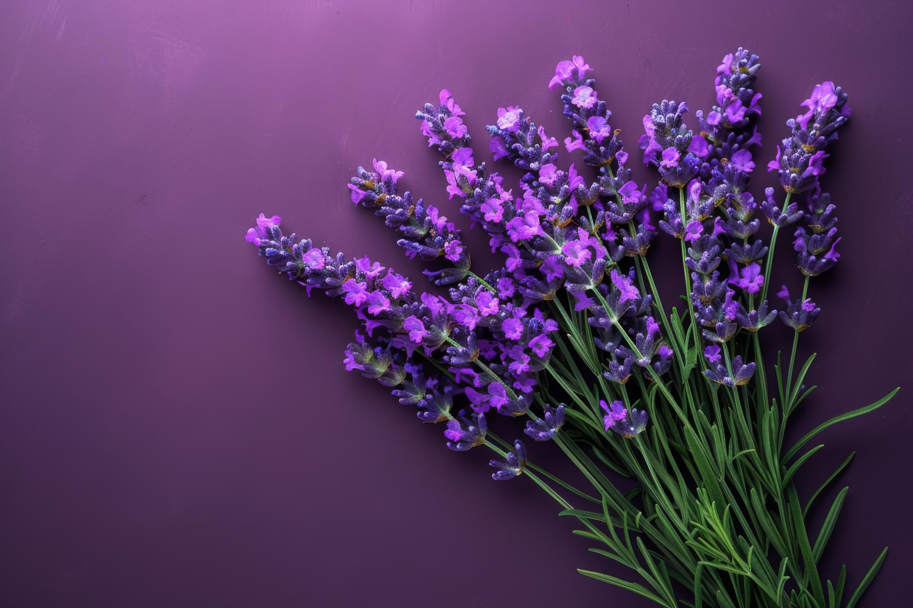 Lavender flowers on a purple background, showcasing vibrant colors and natural beauty Stock Free