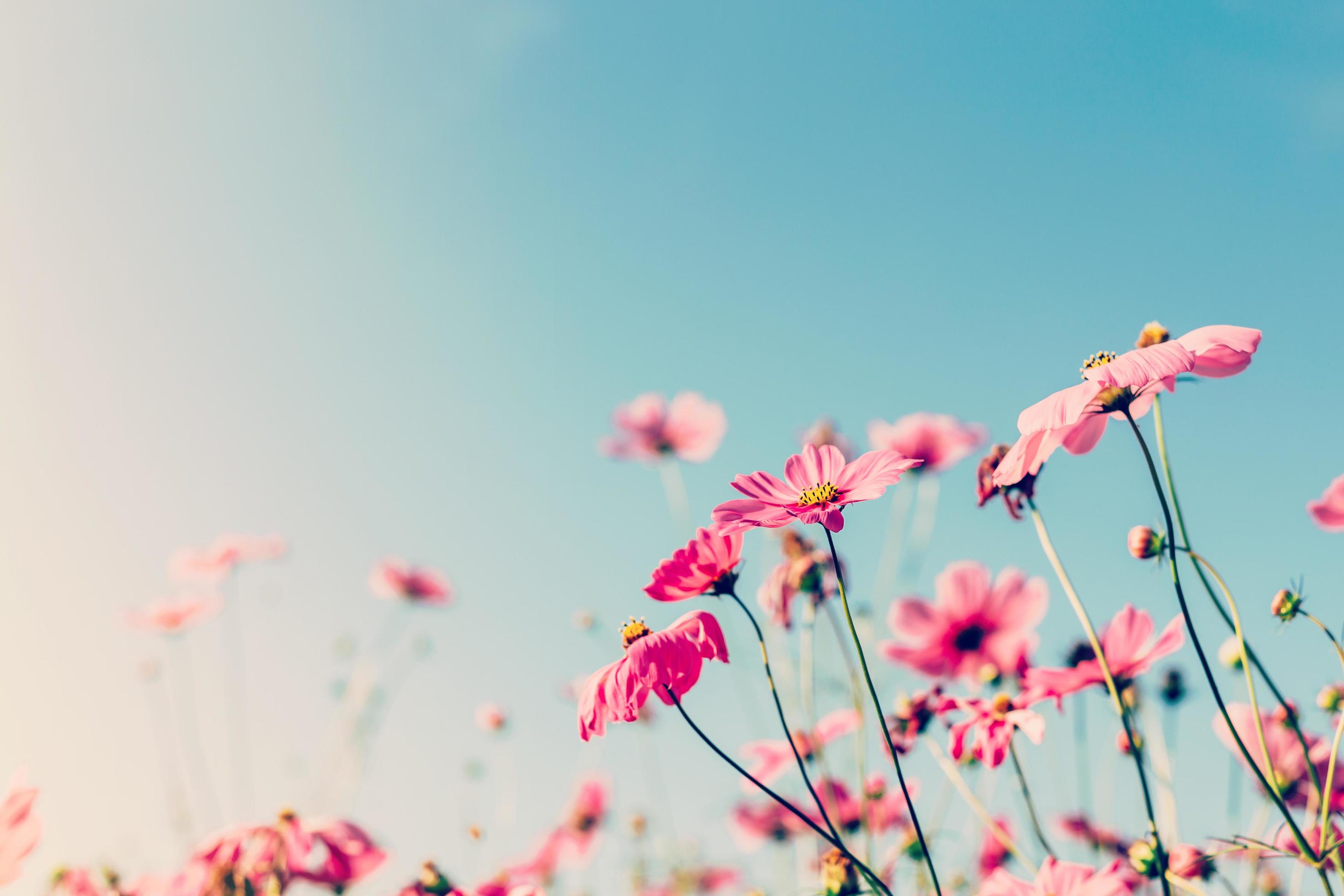 Cosmos flower with vintage filter. Stock Free
