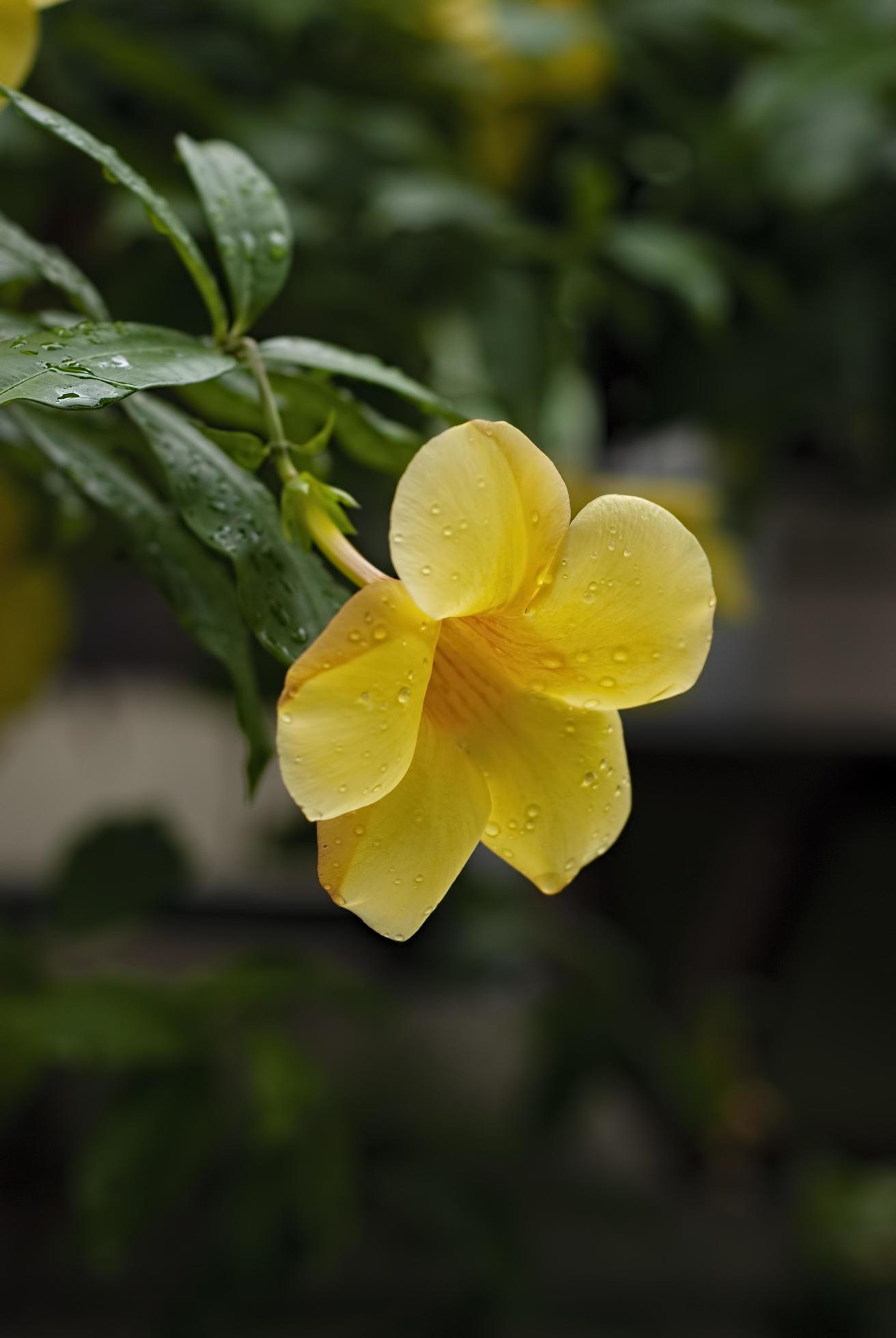 Colorful yellow flowers of Allamanda Cathartica Stock Free