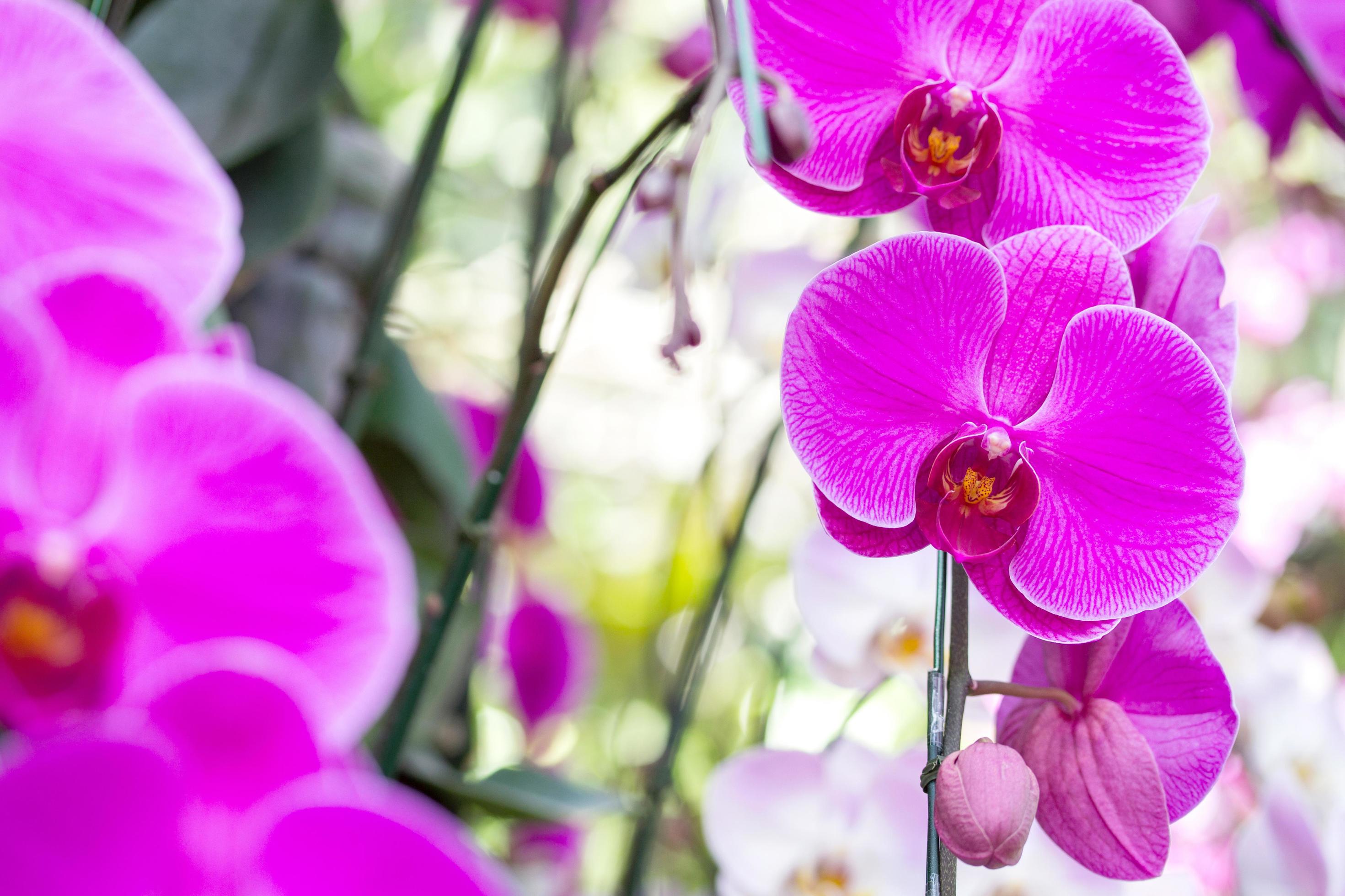 Purple phalaenopsis orchid flower Stock Free